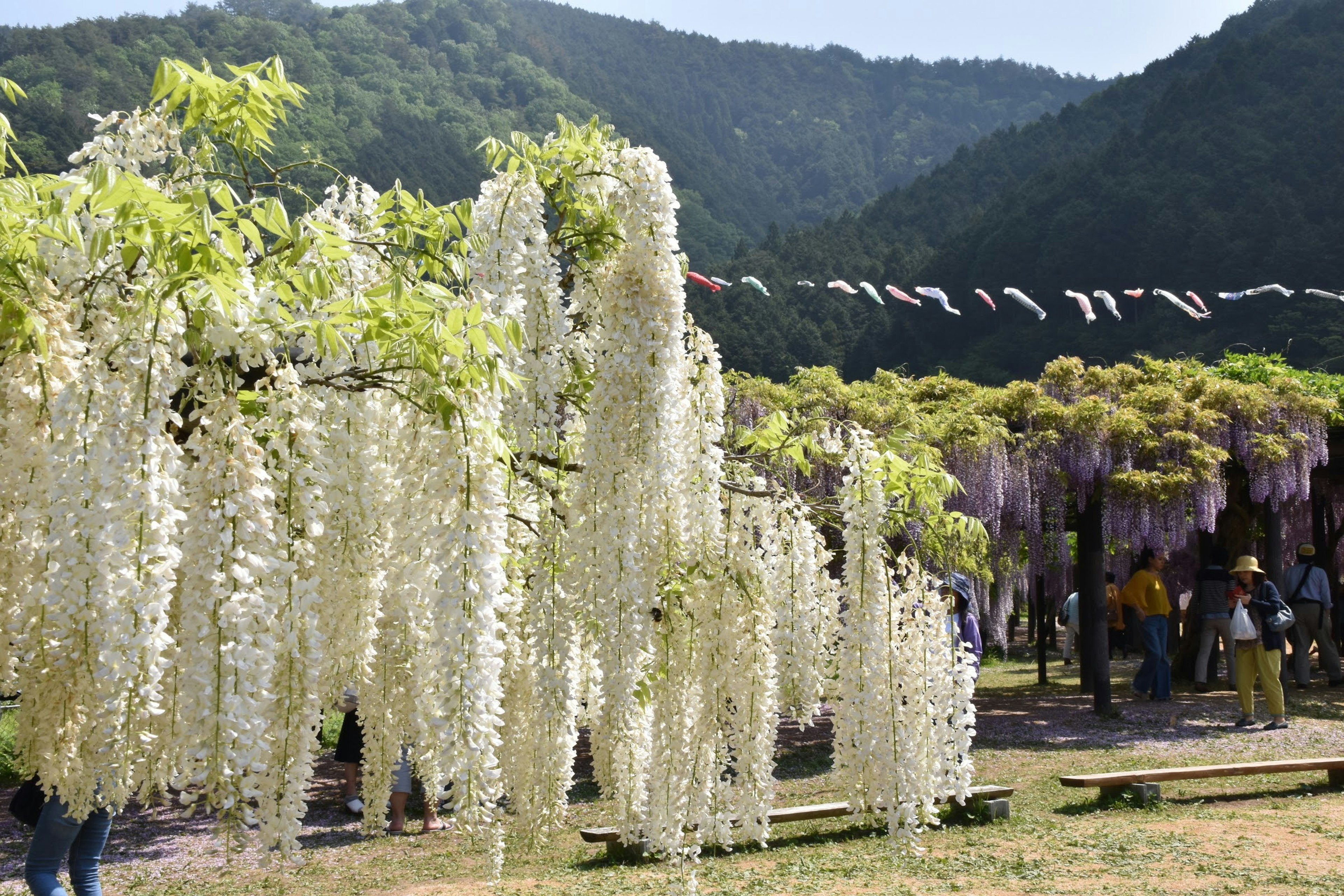 美しい白い藤の花が咲く公園の風景で、緑の山々と青空が広がる