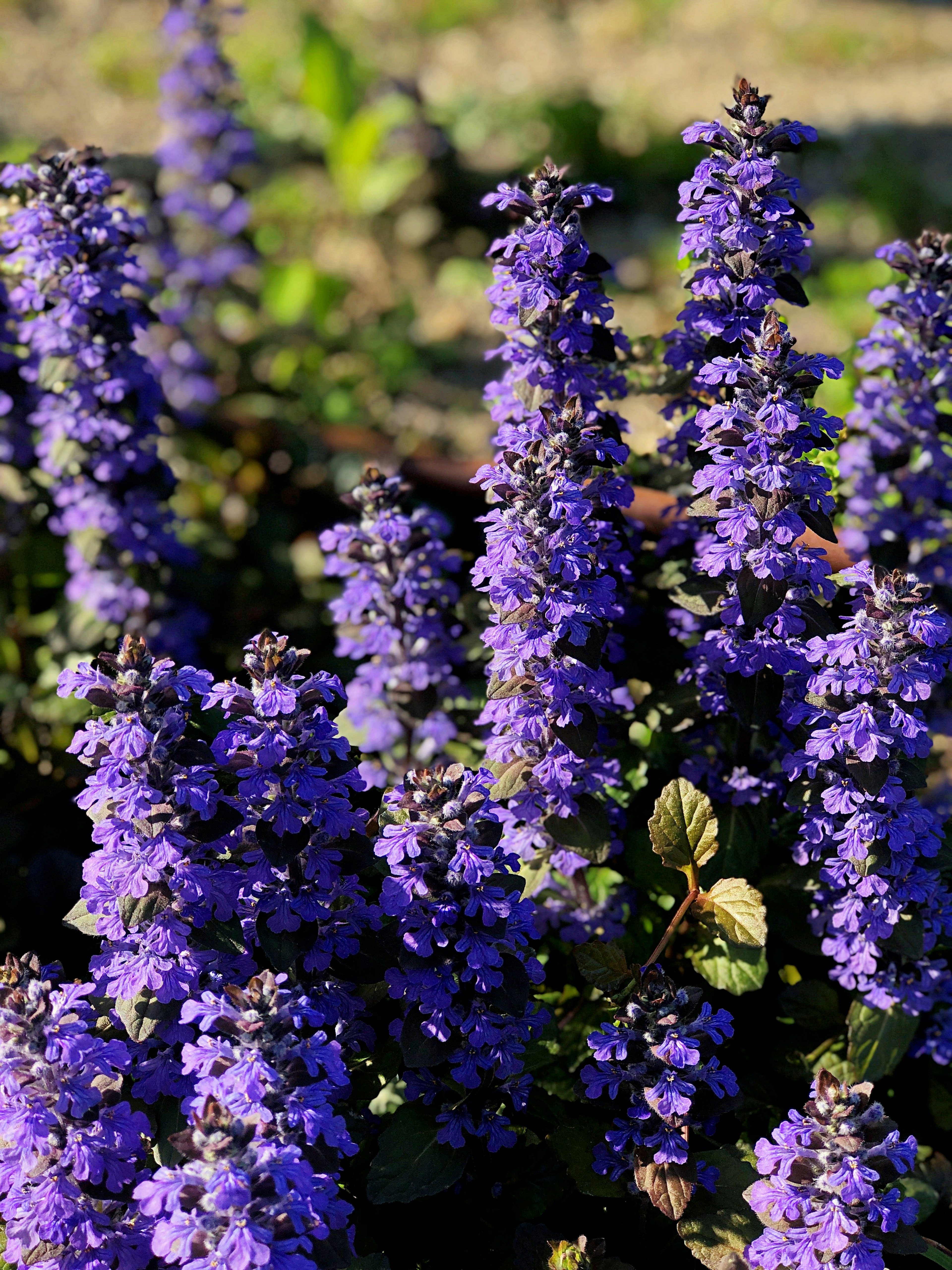 Grupos vibrantes de flores moradas en flor