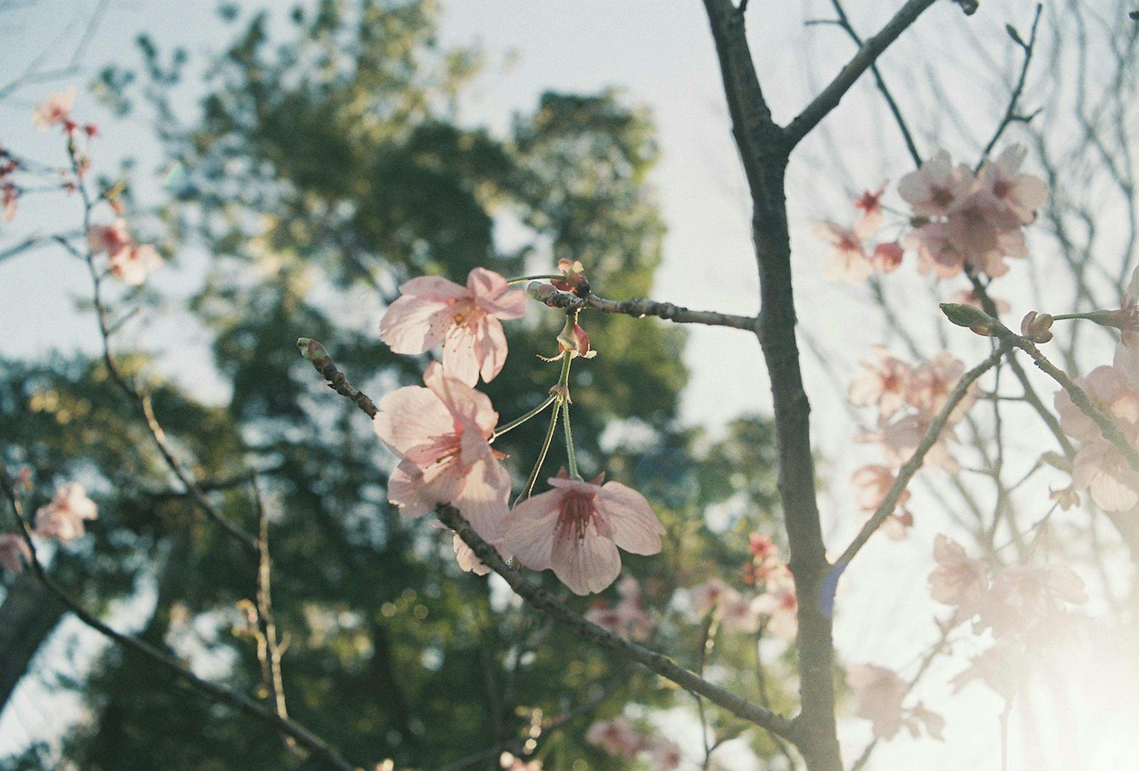 薄いピンクの花が咲く枝のクローズアップと柔らかな光