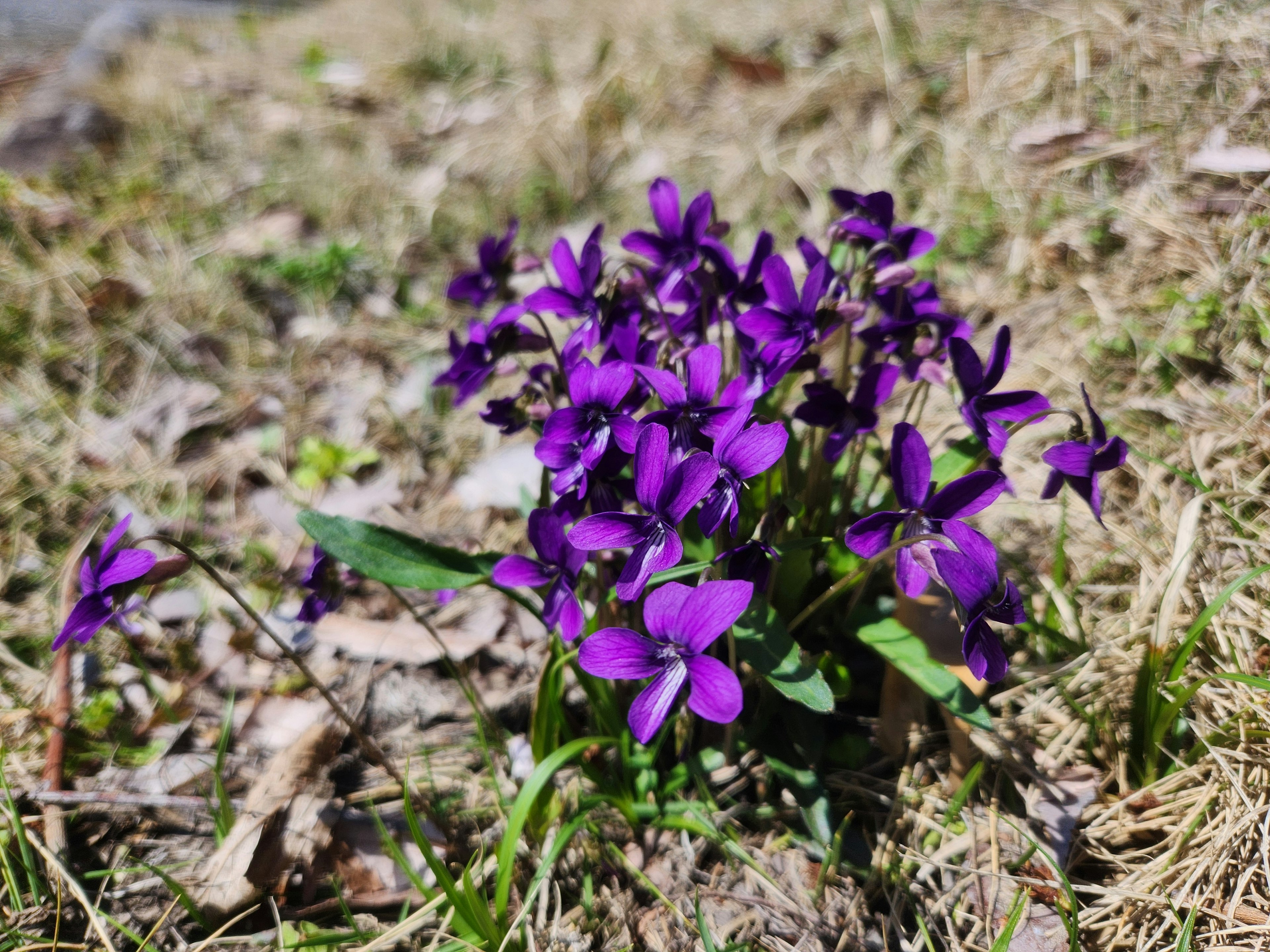 Cluster of purple violet flowers growing on the ground