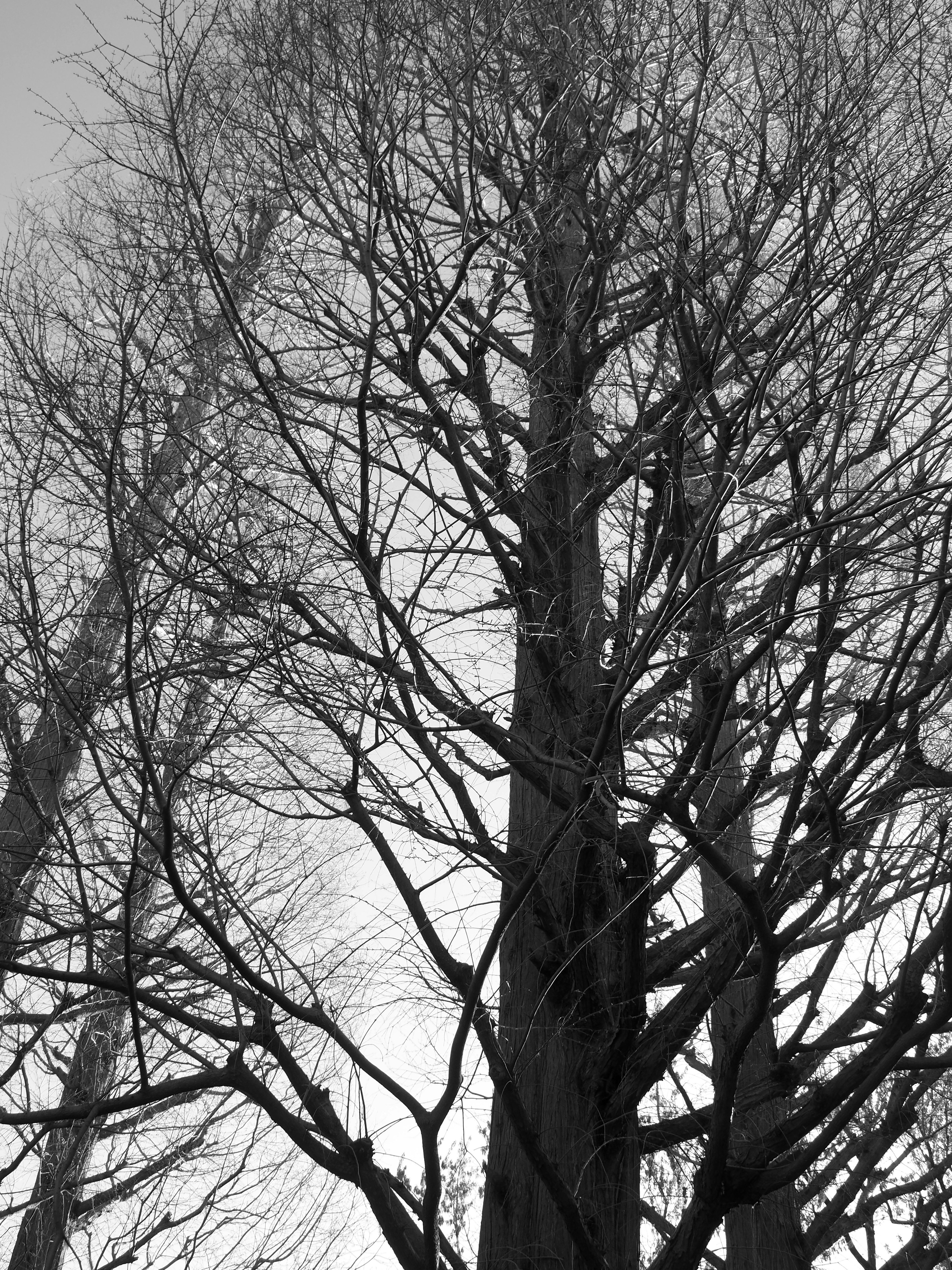 Image en noir et blanc d'arbres hauts avec des branches complexes