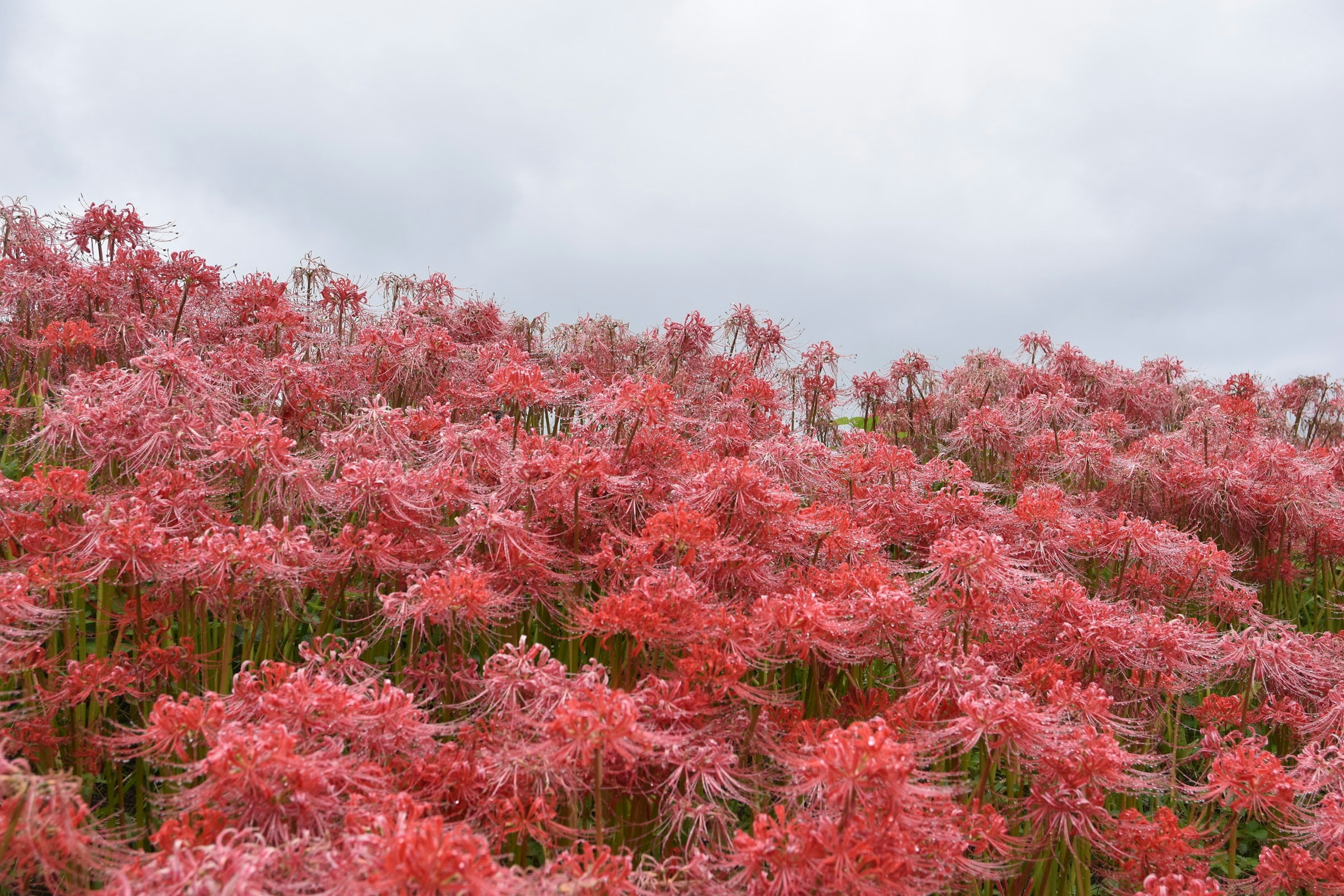 A hillside covered with blooming red spider lilies