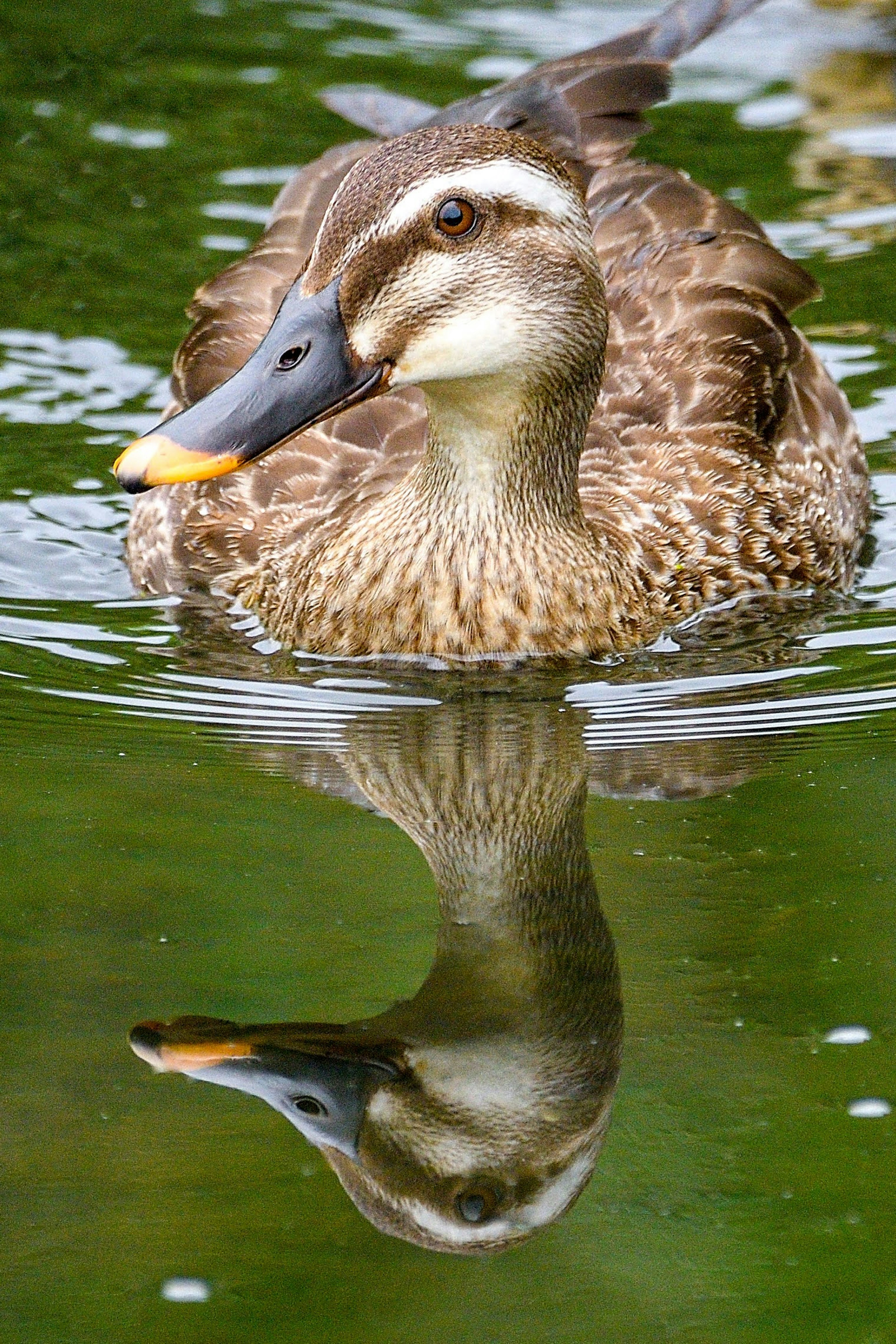 A beautiful mallard duck swimming with a reflection on the water