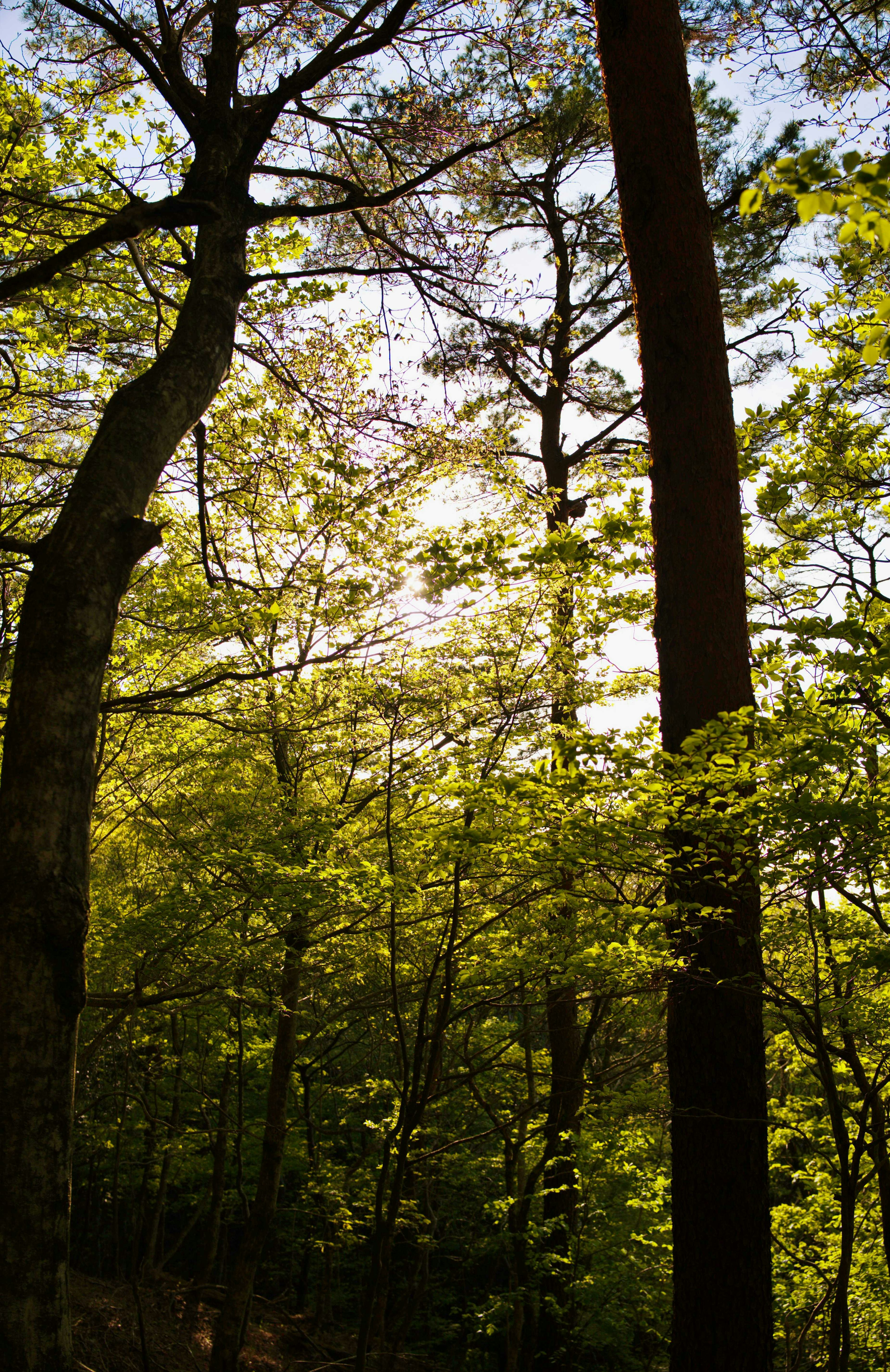 Beautiful landscape of a forest with green leaves and sunlight filtering through