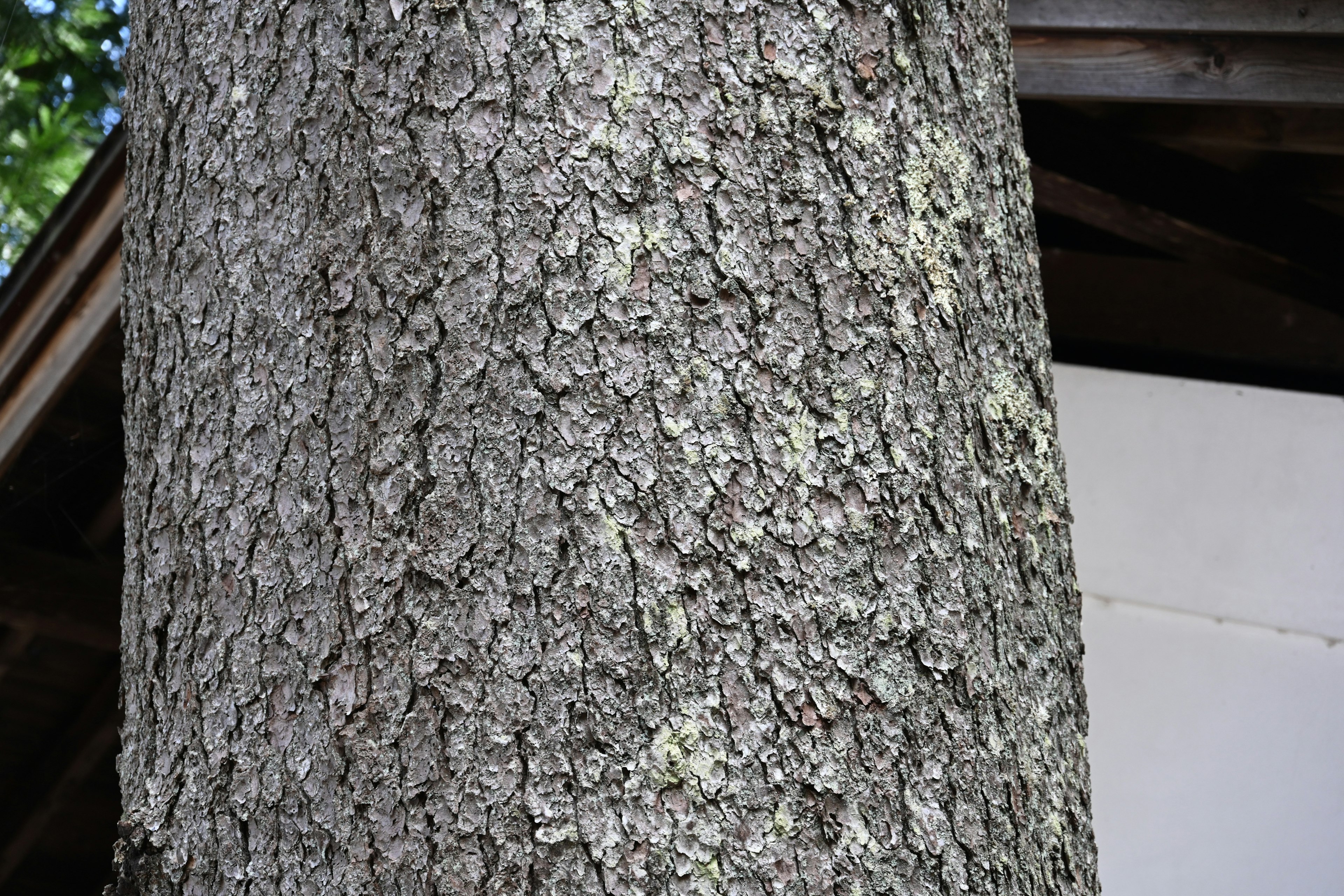 Acercamiento a un tronco de árbol que muestra textura y colores detallados