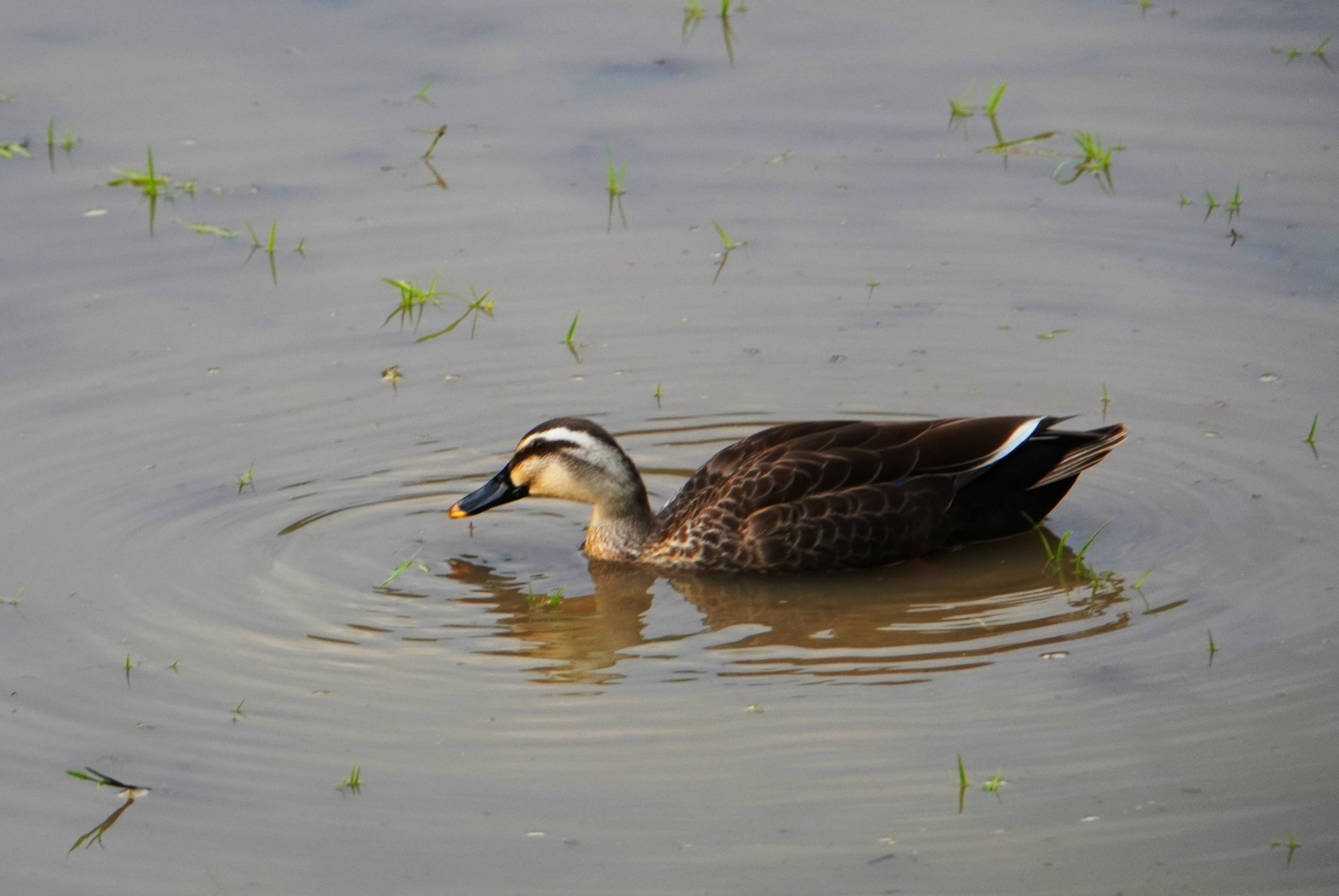 A duck swimming on the water surface with colorful feathers