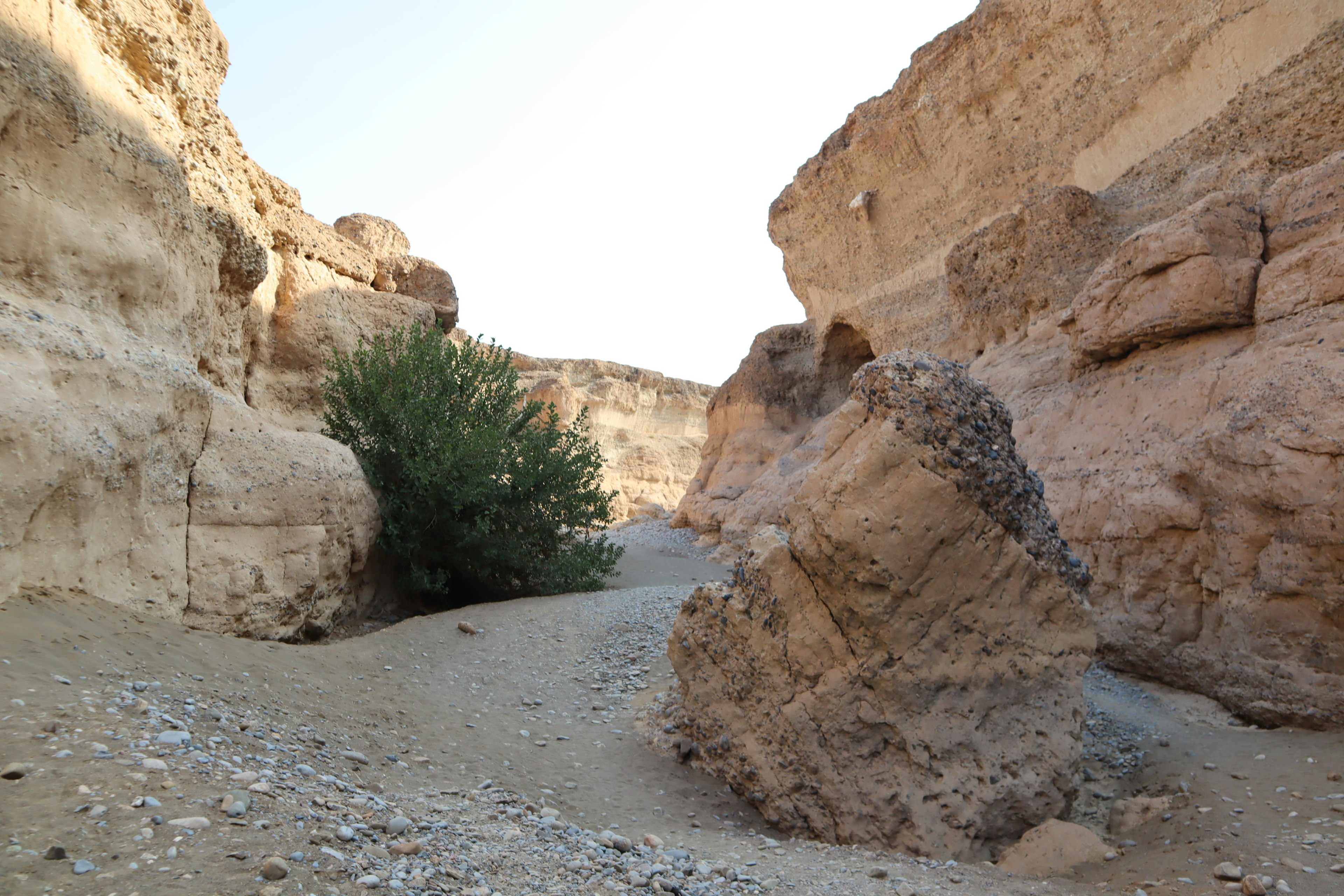 Trocken-Canyon-Landschaft mit einem großen Felsen und einem kleinen Baum