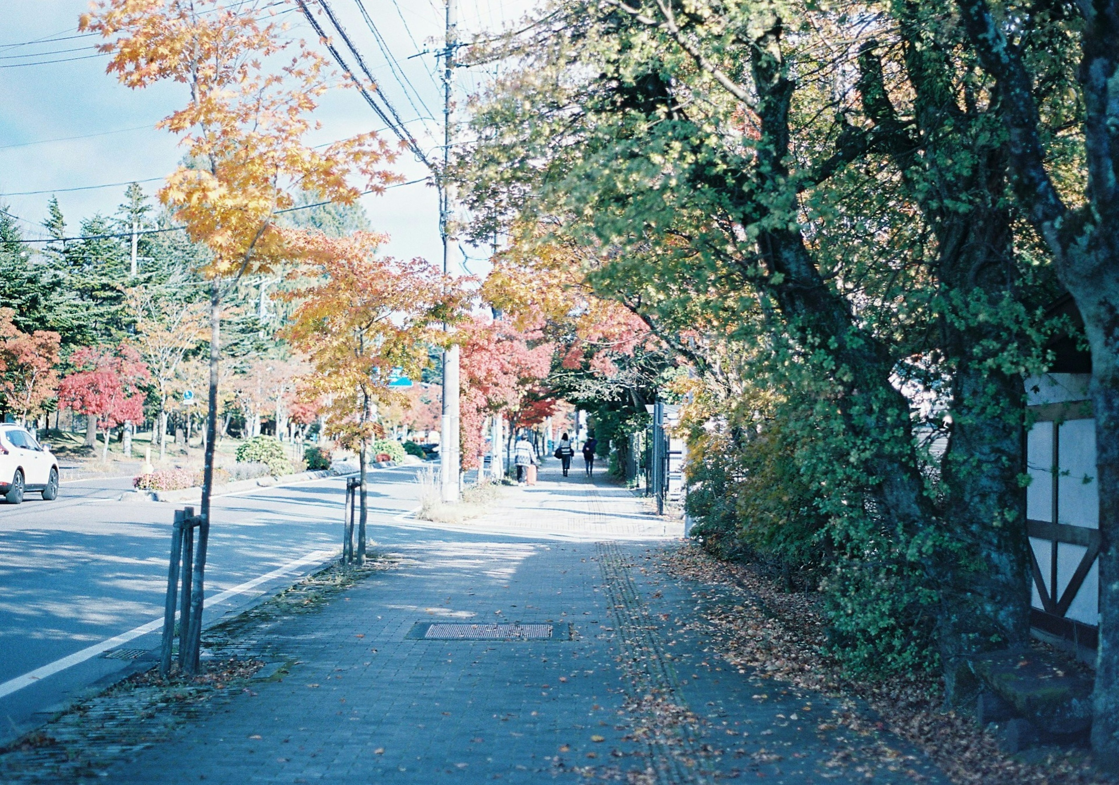 秋の色づいた木々と静かな歩道の風景