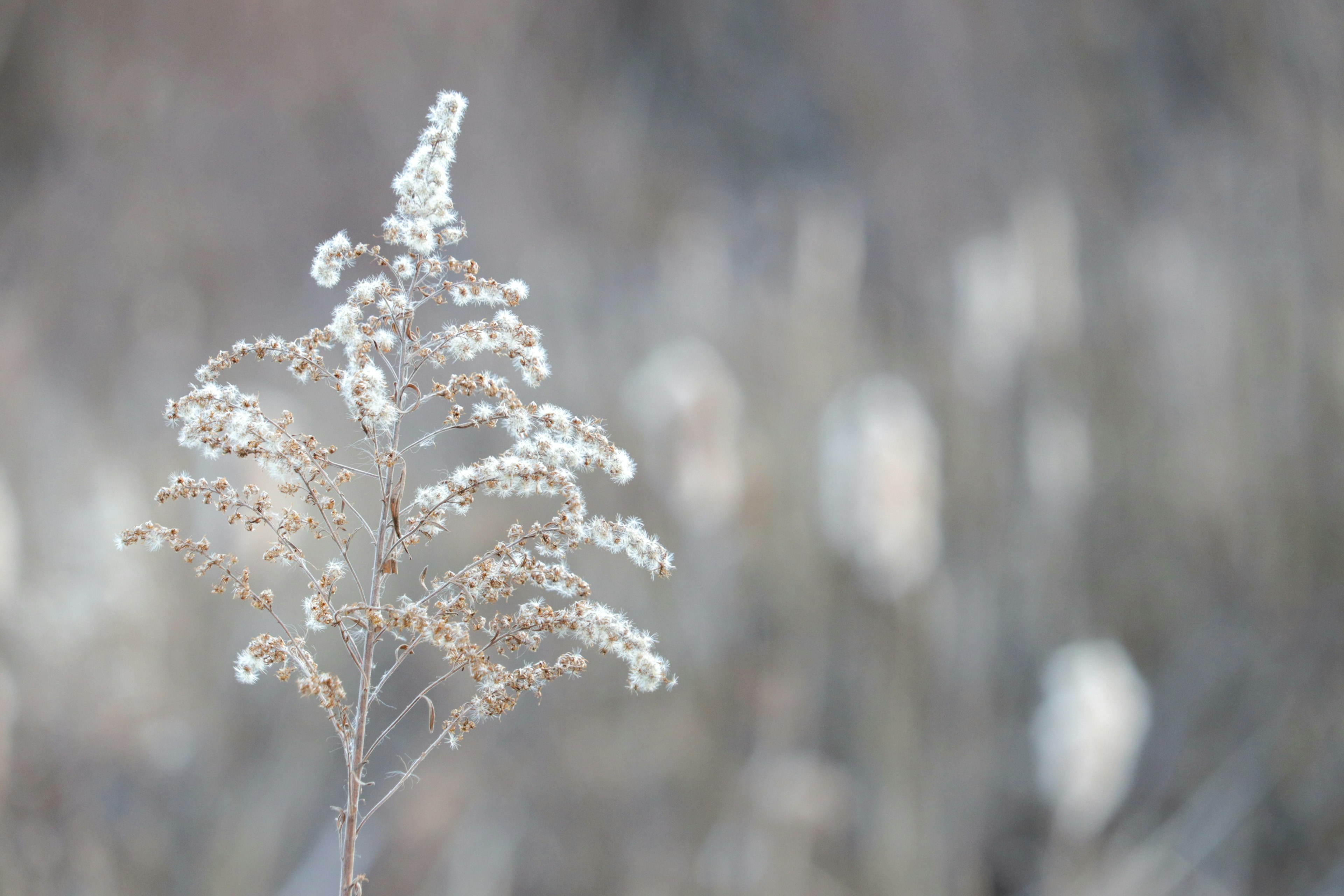 Delicate white plant with fluffy seed heads against a soft blurred background