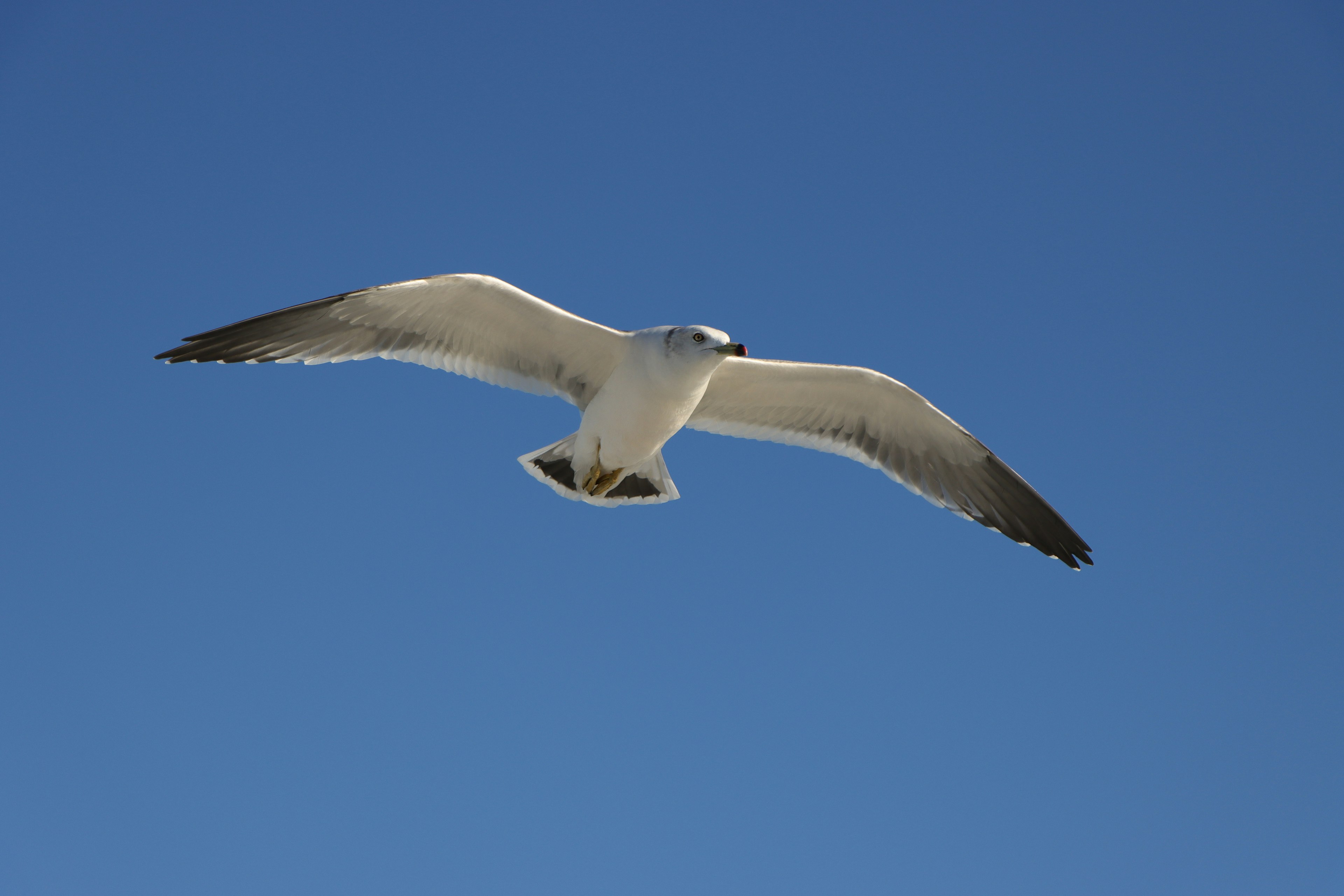 Mouette volant contre un ciel bleu clair