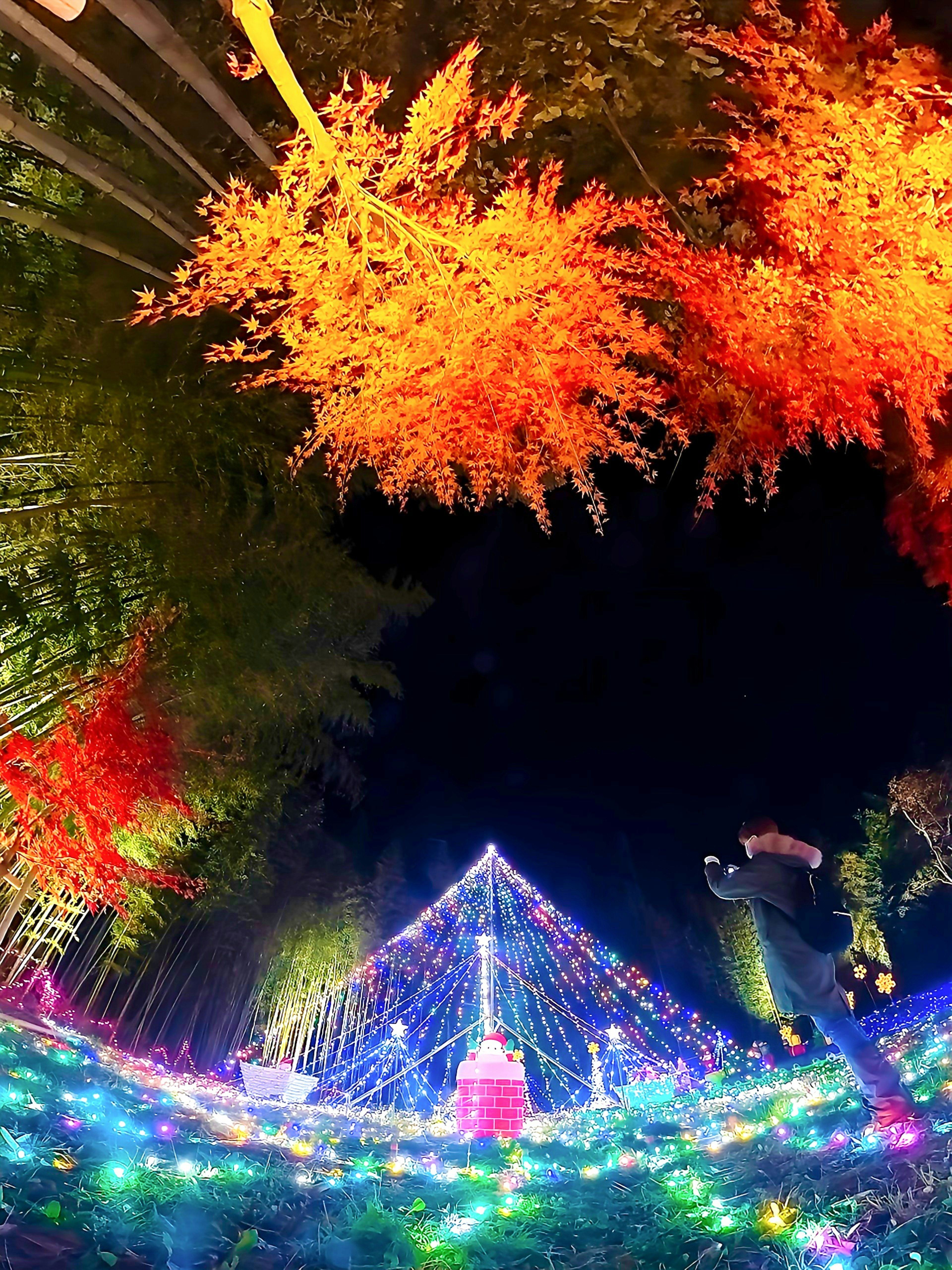 Colorful lights and autumn foliage under the night sky