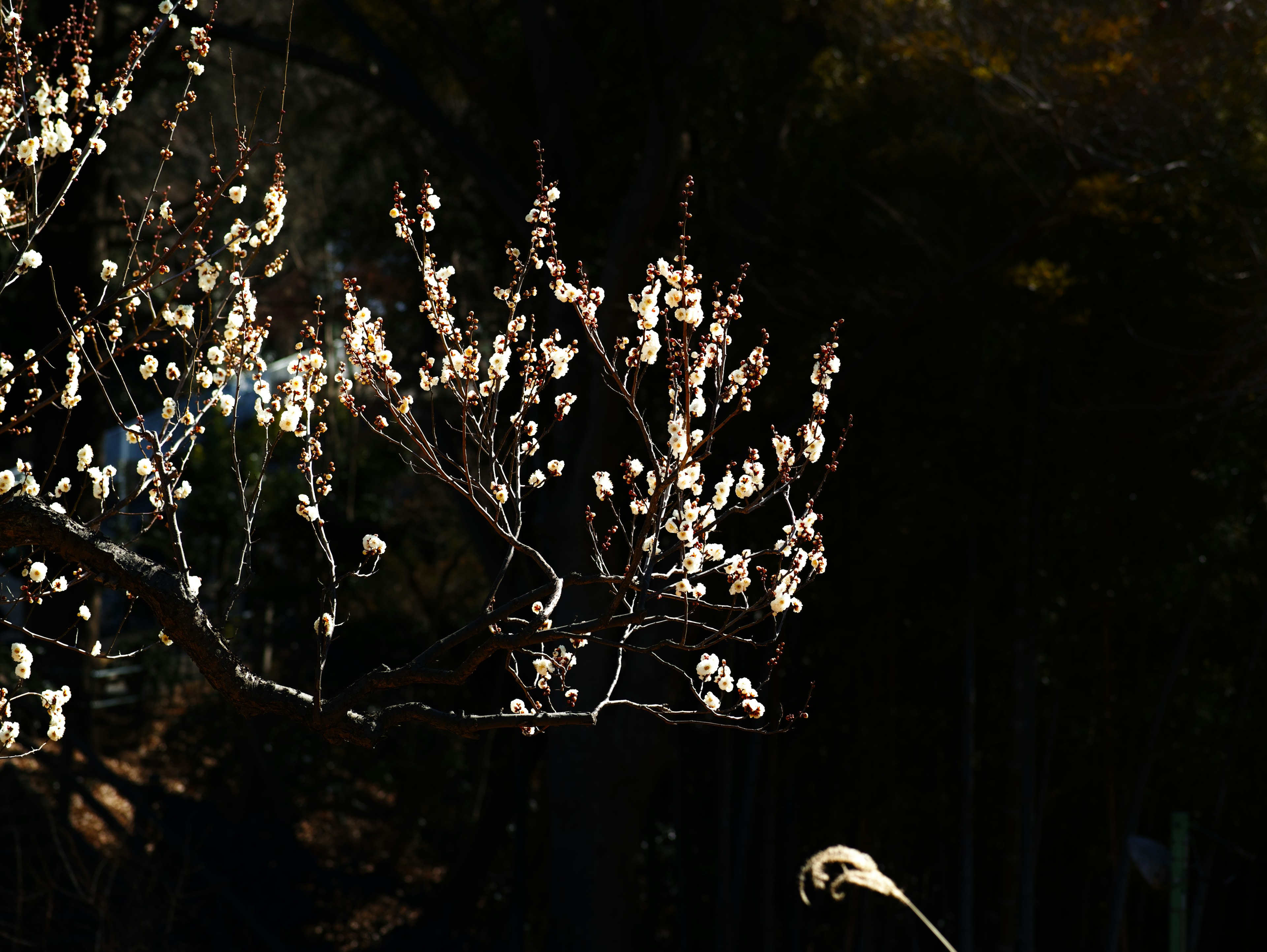 Ramas con flores blancas contra un fondo oscuro