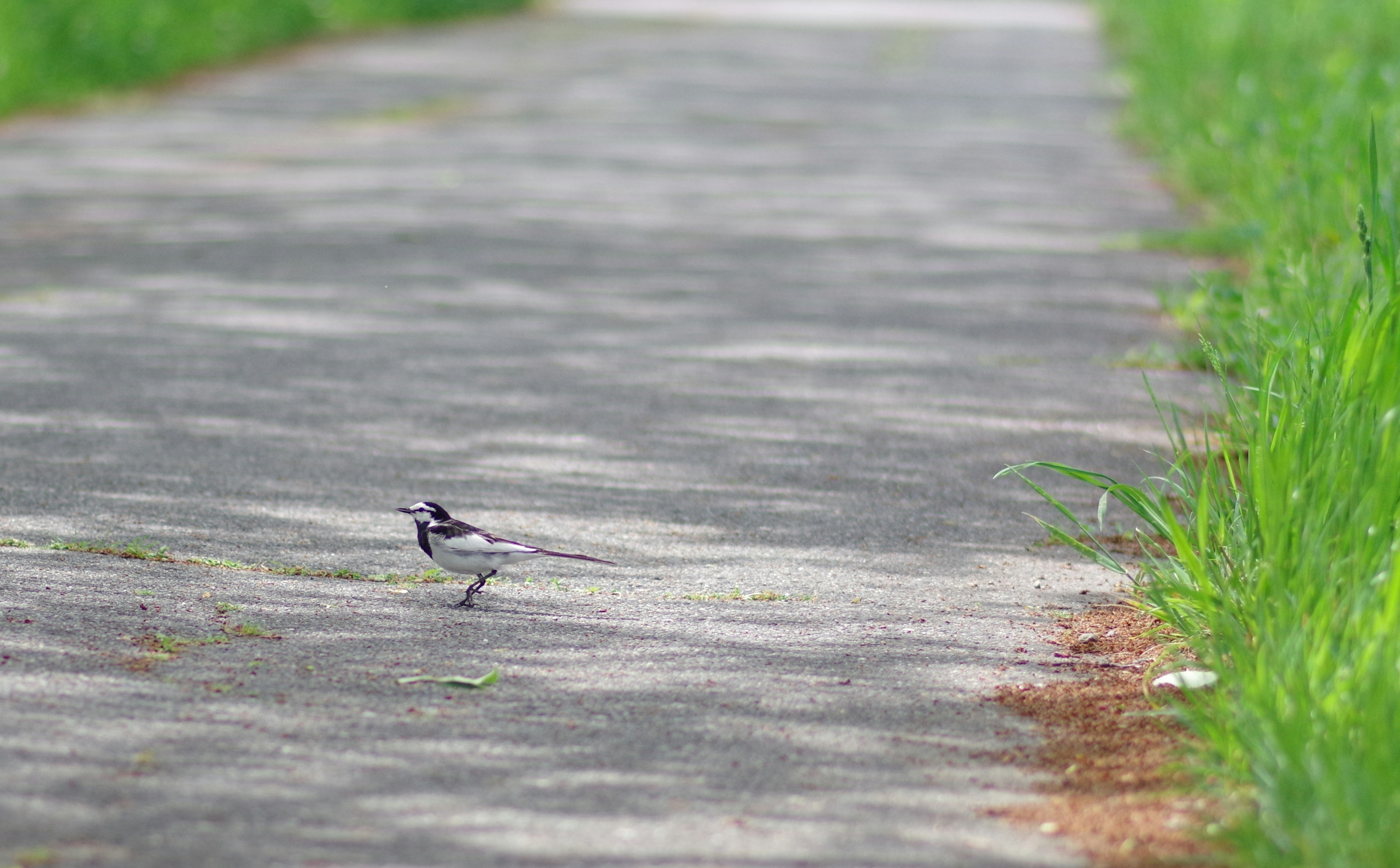 Pequeño pájaro blanco y negro en un camino pavimentado rodeado de hierba verde