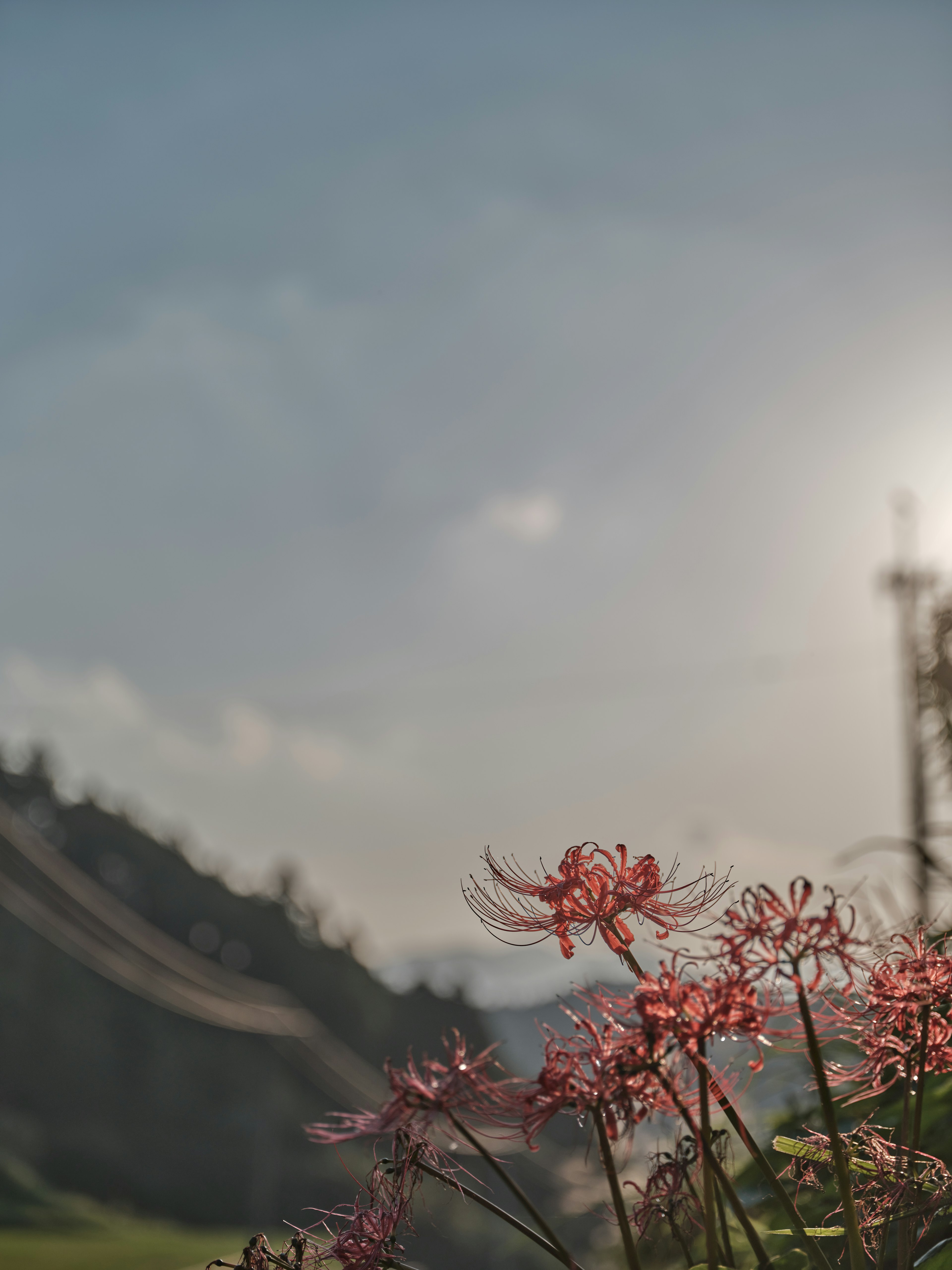 Fleurs roses au premier plan avec une montagne en arrière-plan et un coucher de soleil