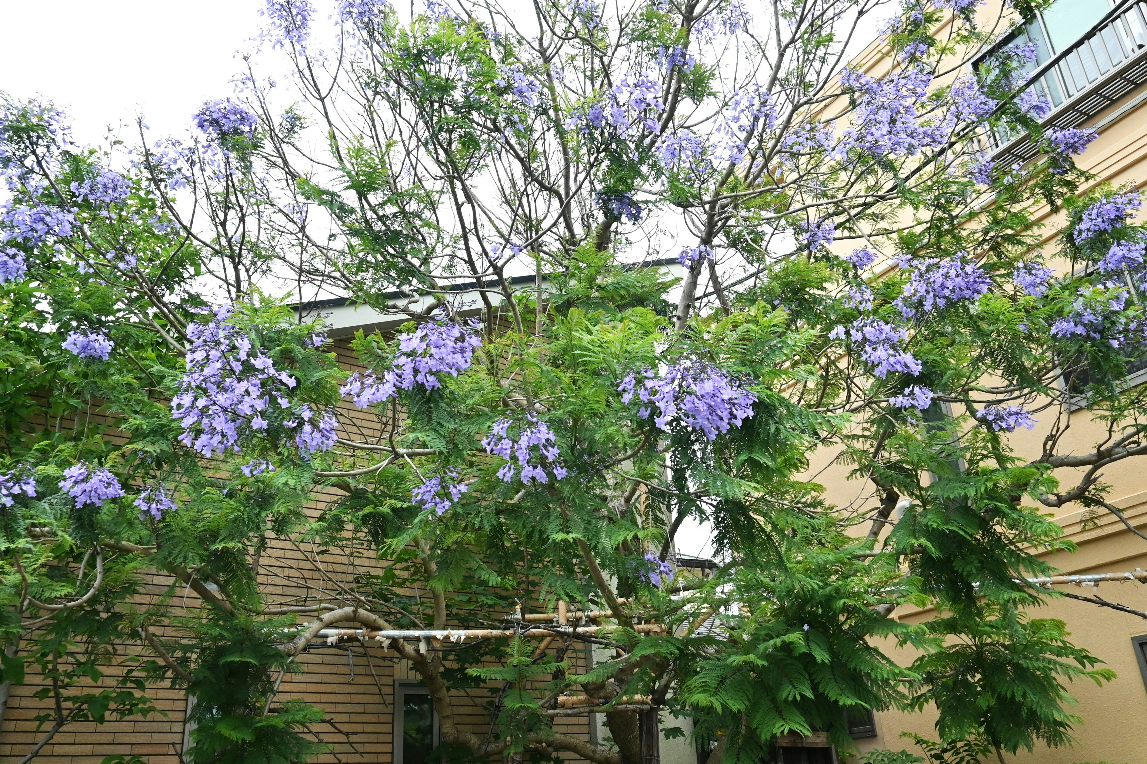 Jacaranda-Baum mit lila Blumen und umliegenden Gebäuden