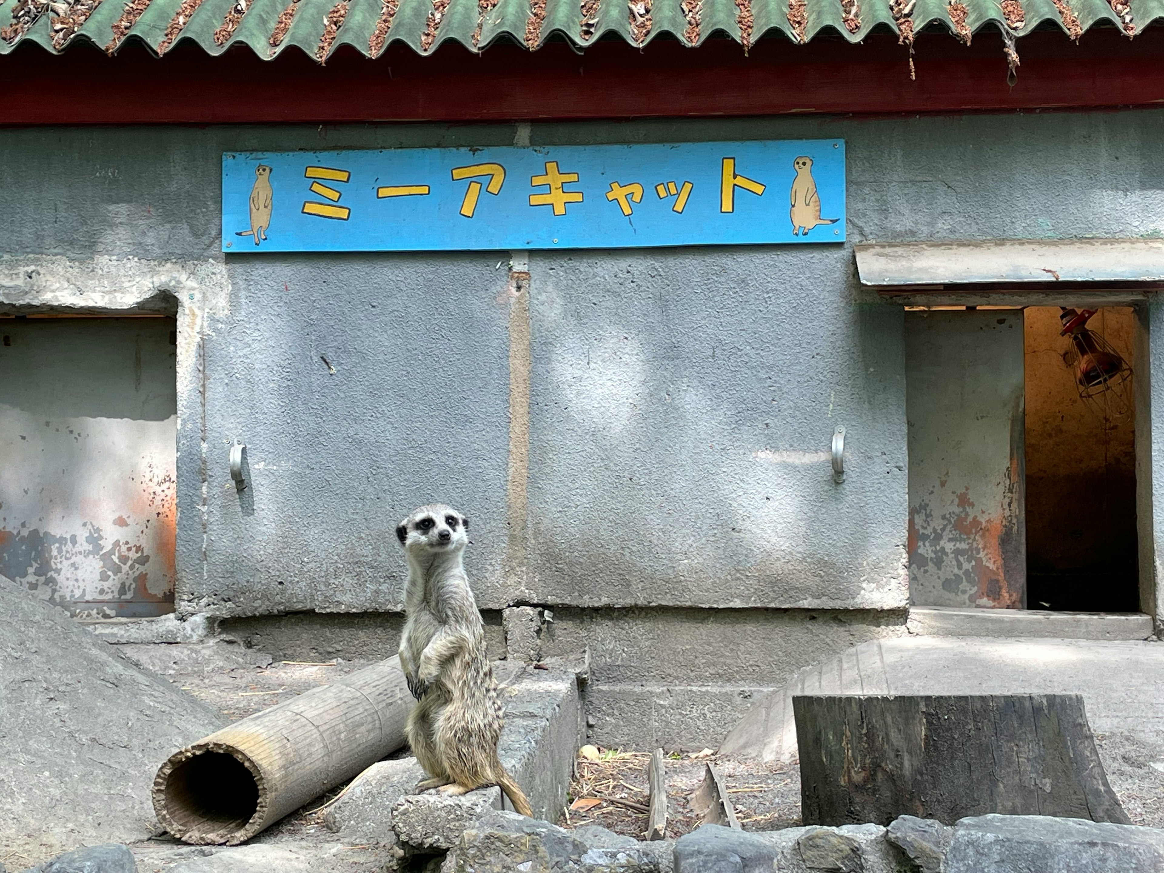 ミーアキャットが立っている動物園の展示エリア