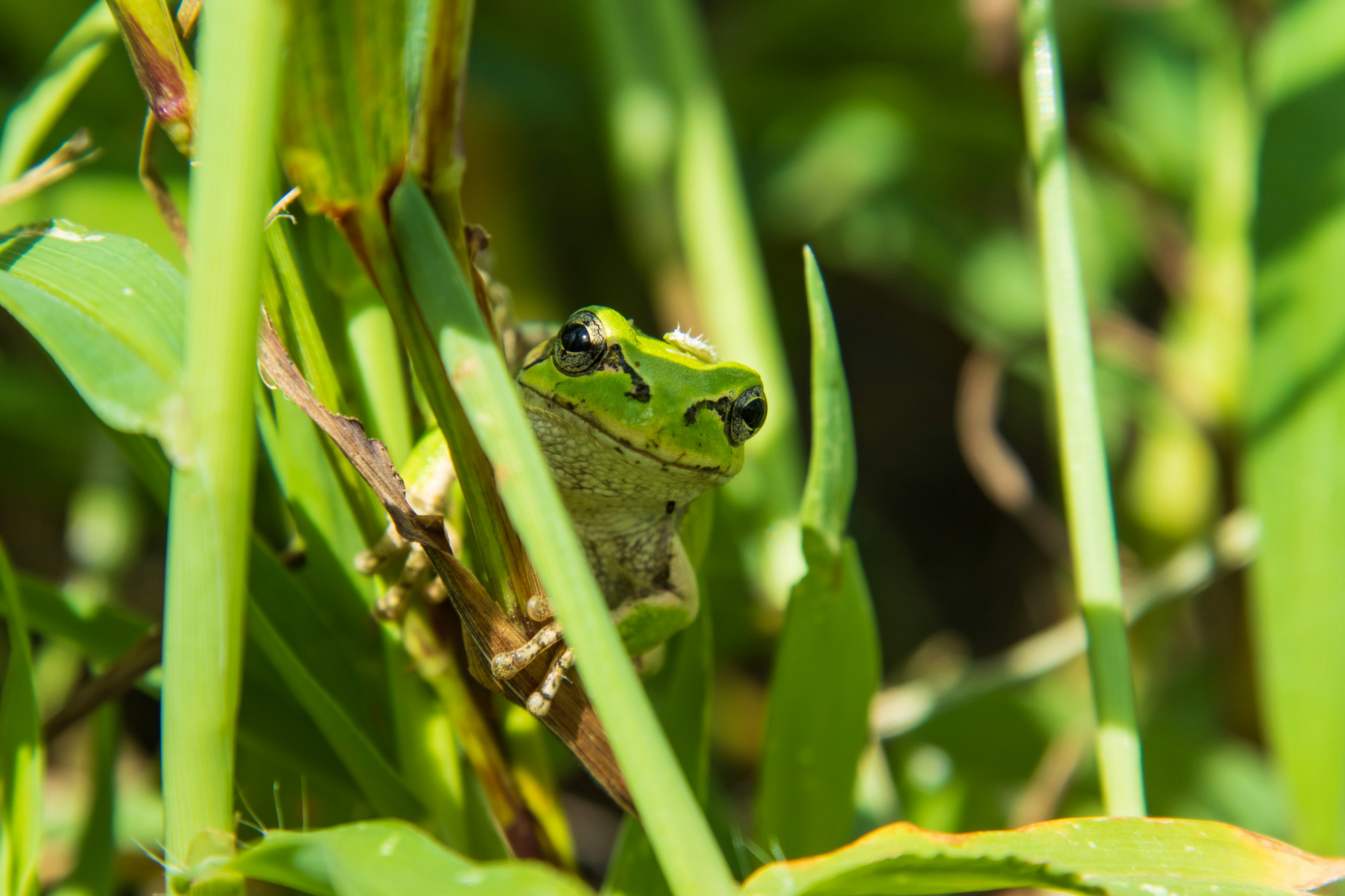 Katak hijau bersembunyi di antara rumput tinggi