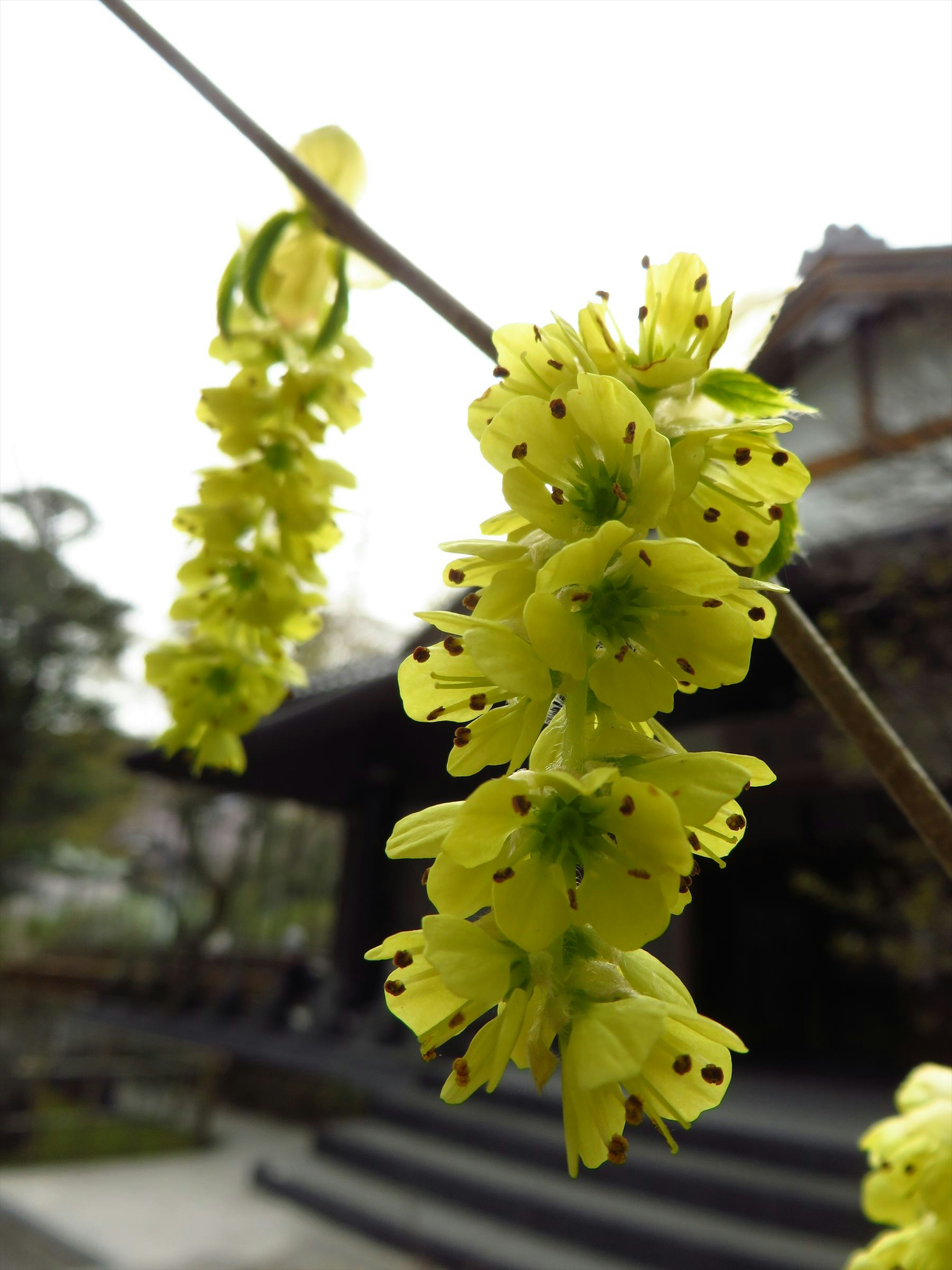 Grappoli di fiori gialli appesi a un ramo con un edificio tradizionale sullo sfondo