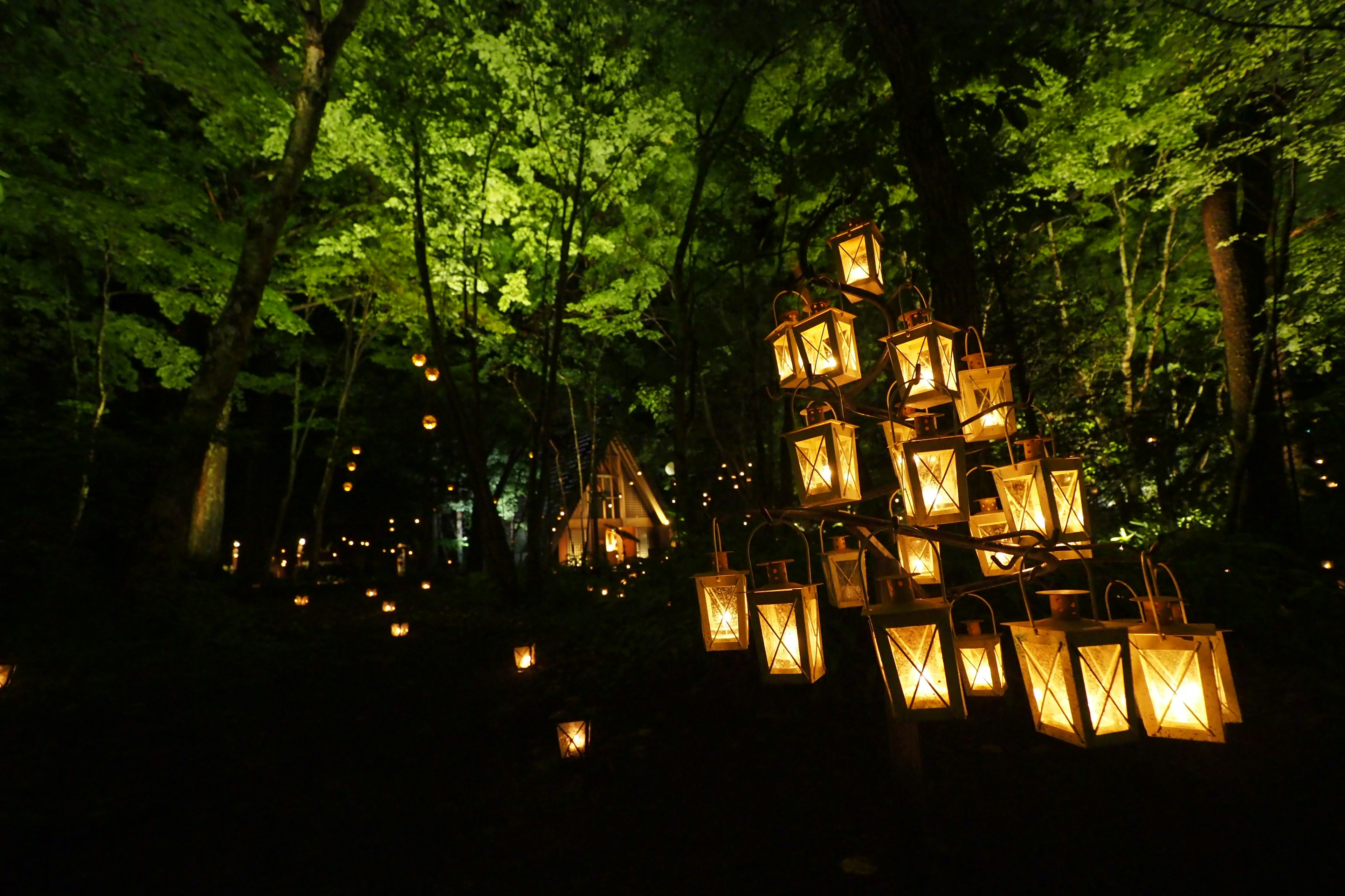 Scène nocturne enchanteresse avec de nombreuses lanternes illuminées parmi les arbres verts