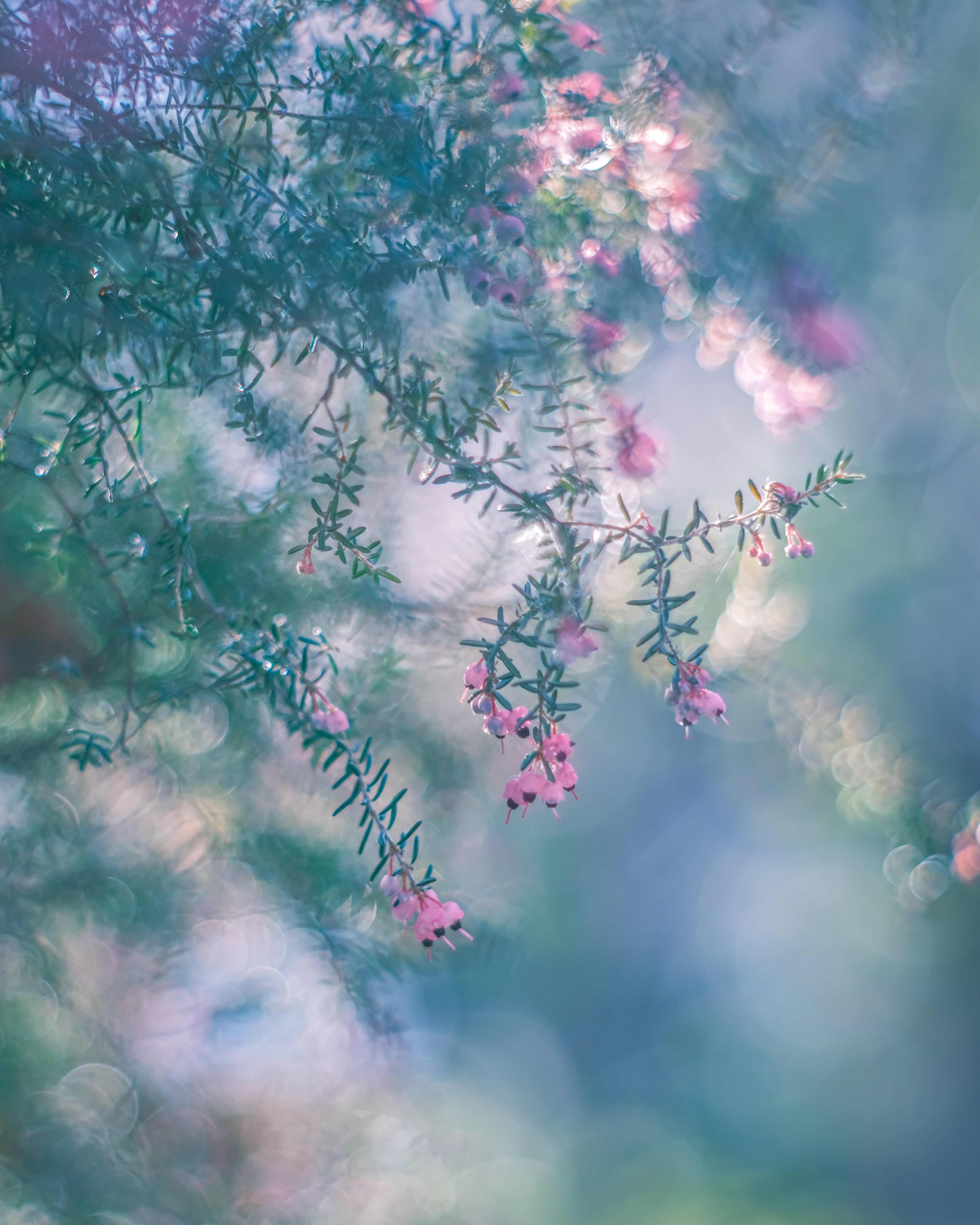 Nahaufnahme von zarten Zweigen mit kleinen rosa Blüten