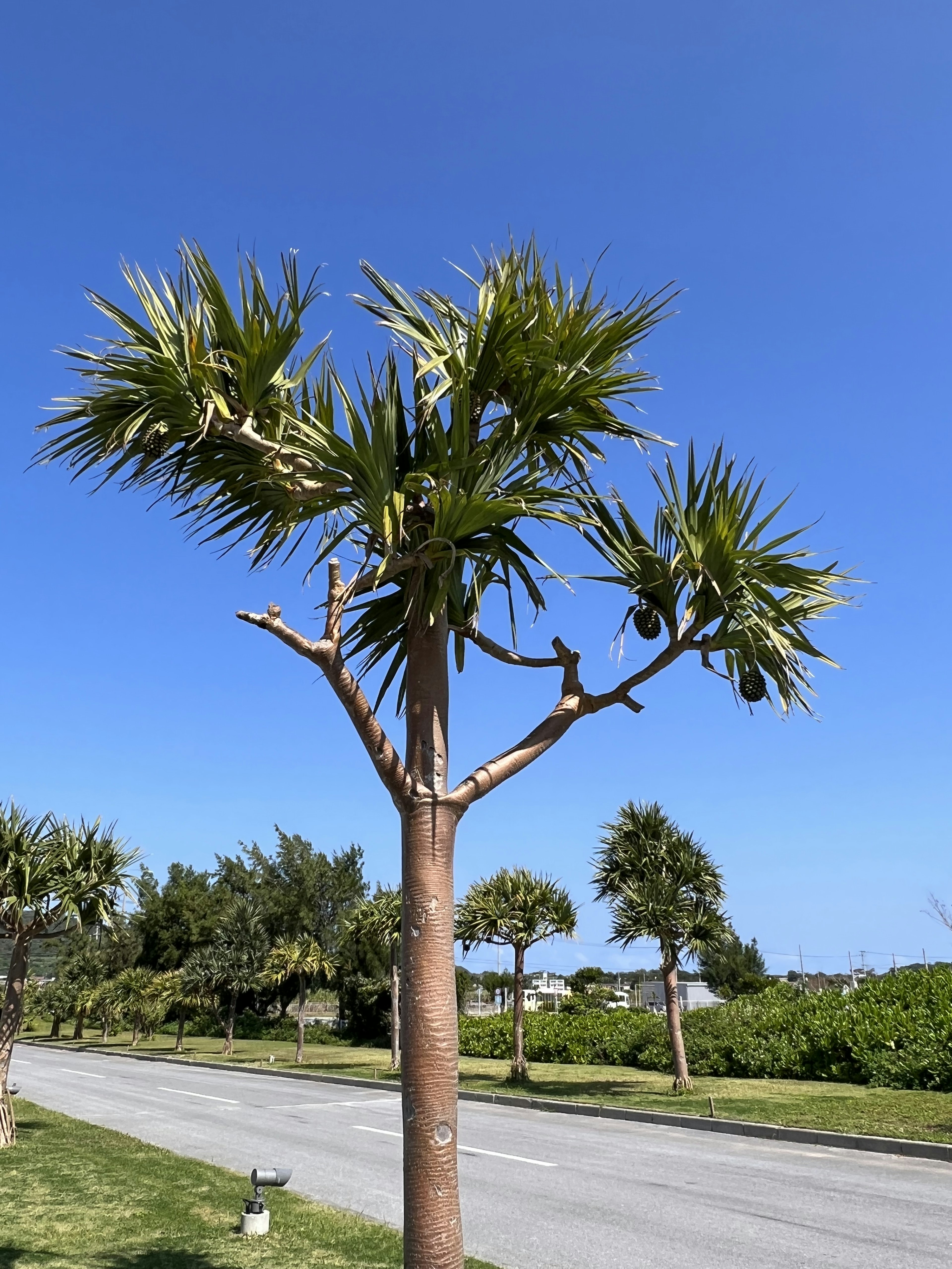 Un palmier distinctif sous un ciel bleu clair avec une verdure environnante