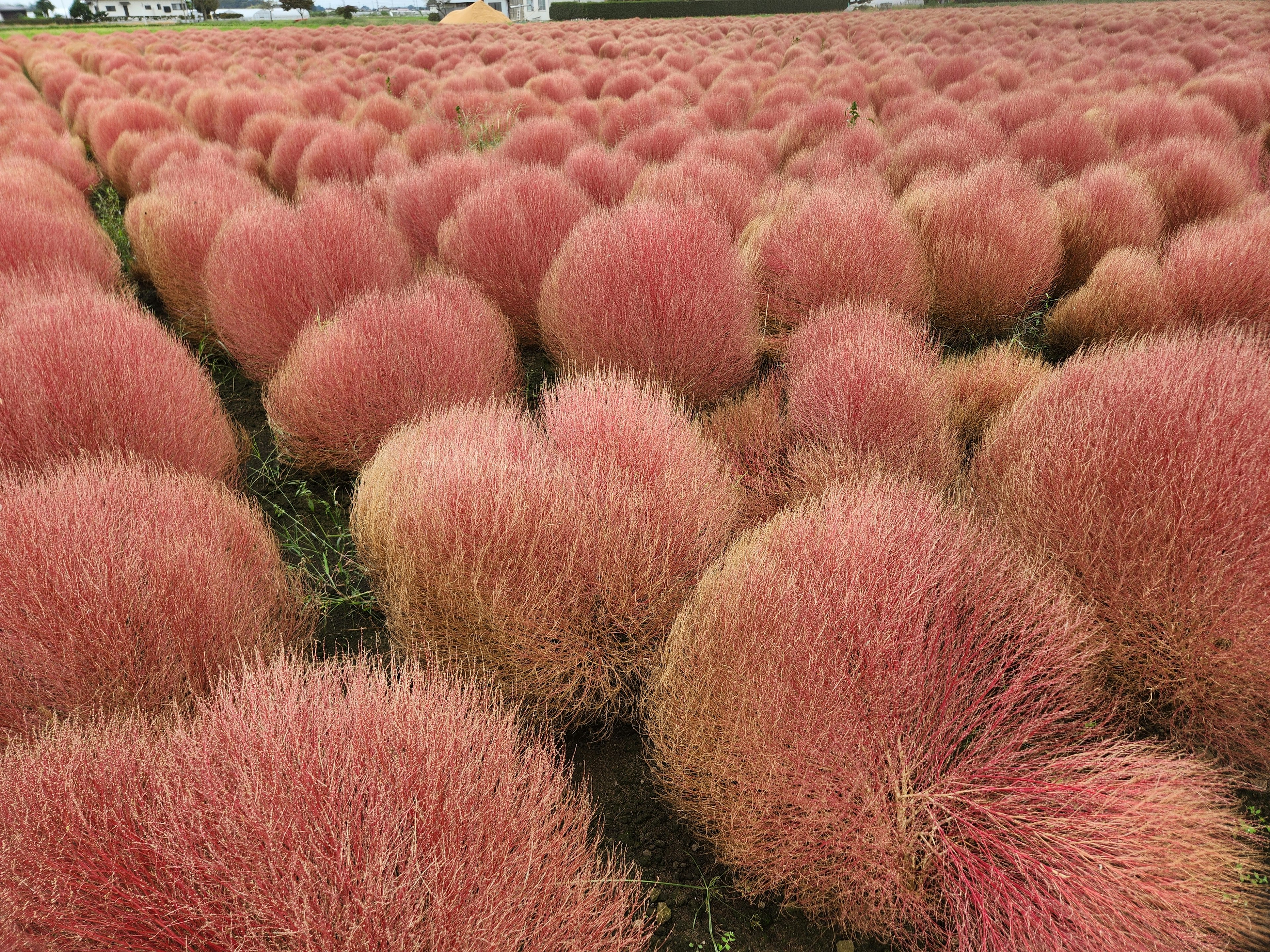 赤い草の球体が広がる風景