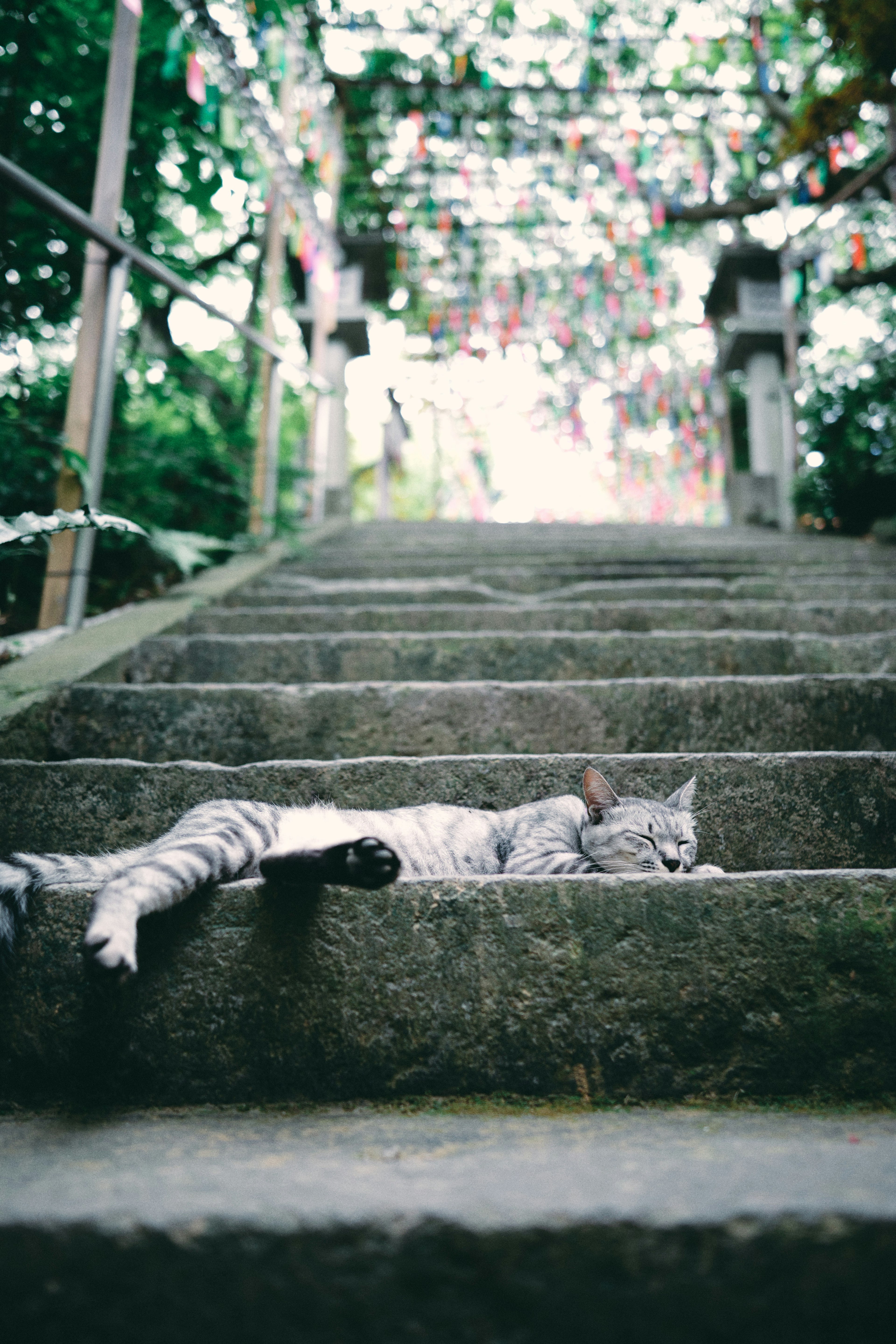 Un chat gris allongé sur des marches en pierre entouré de verdure et de décorations colorées