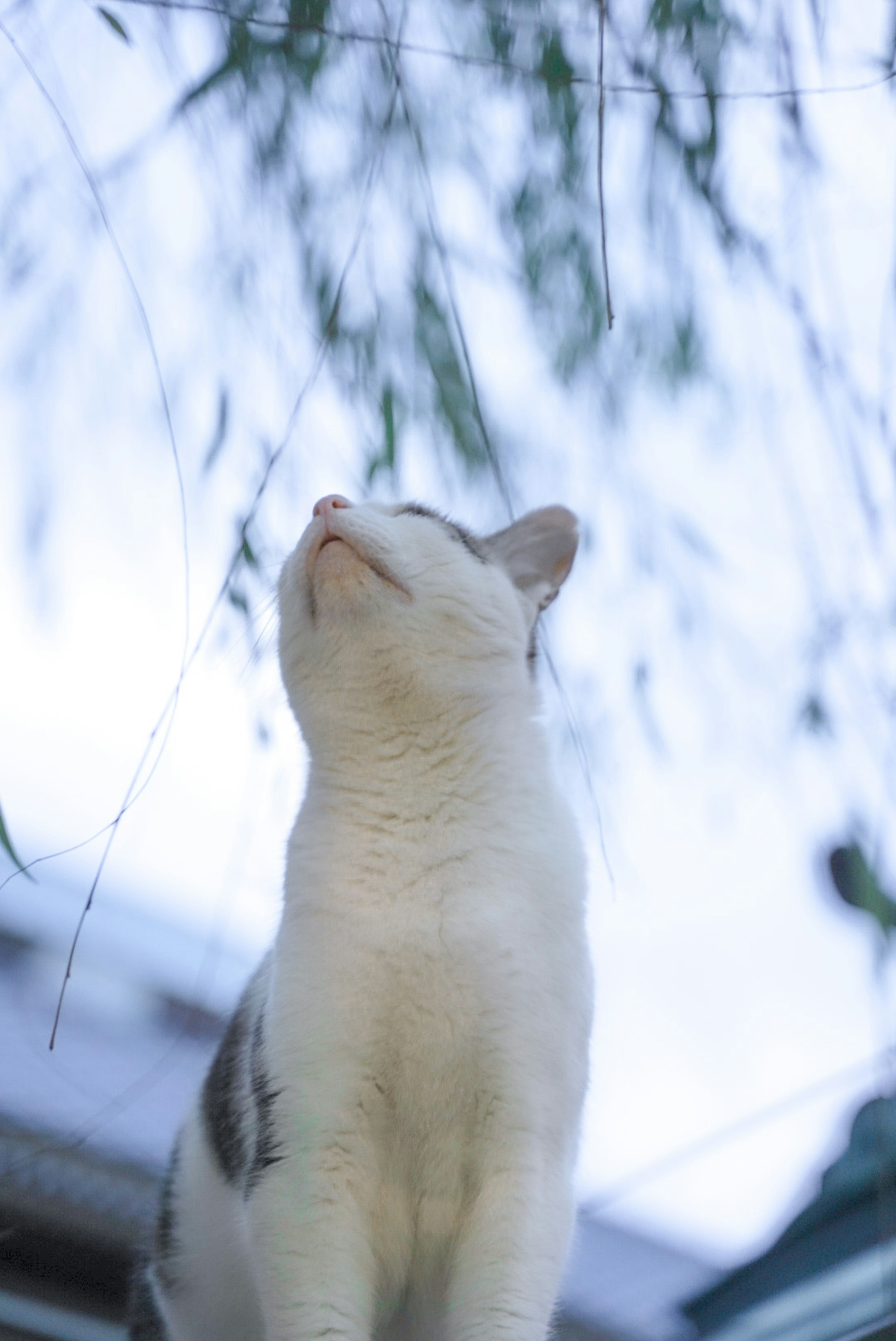 Un gato blanco mirando hacia arriba con bambú verde al fondo