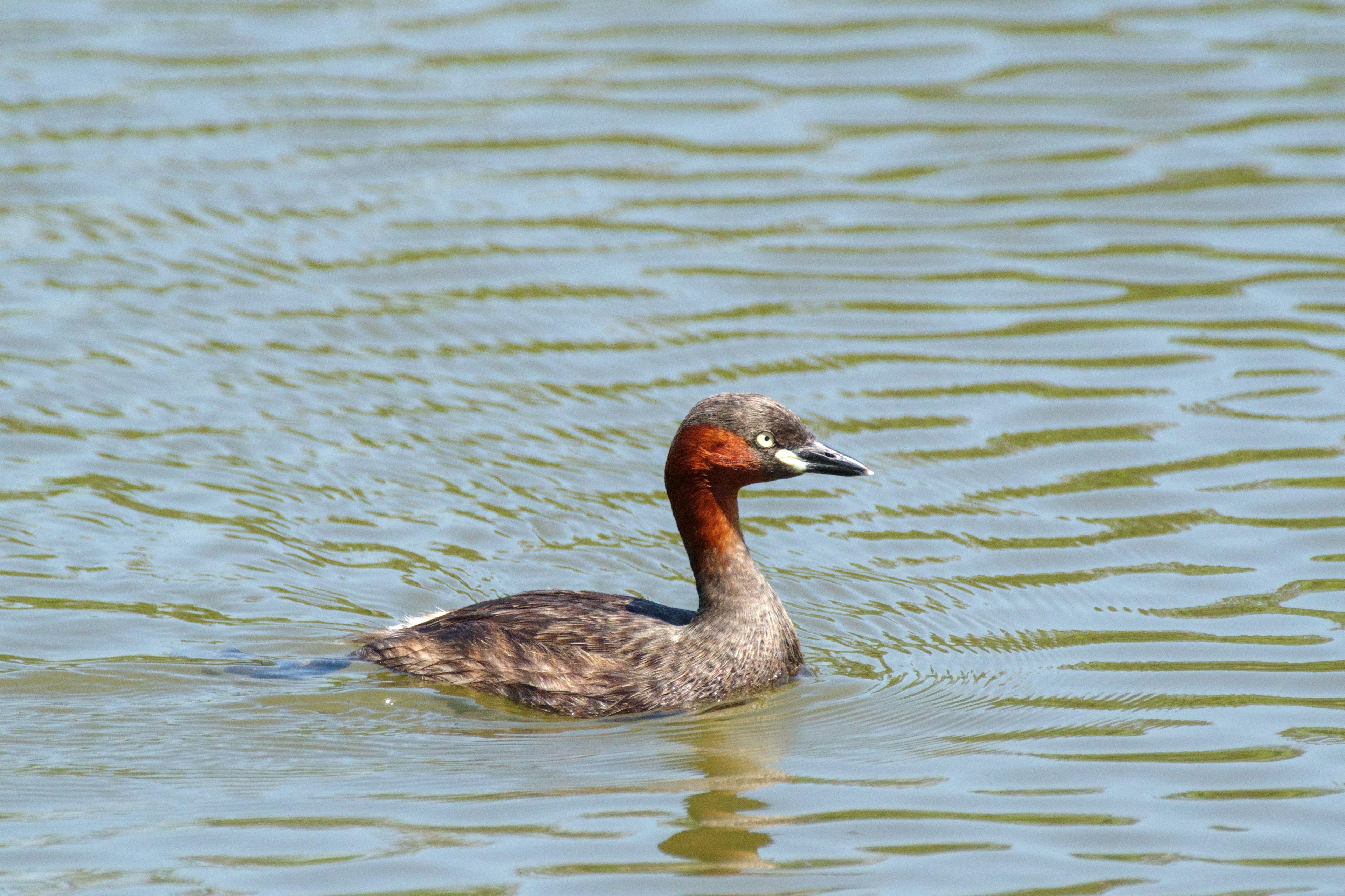 水面を泳ぐカイツブリの一種 鳥の羽は茶色と灰色の模様