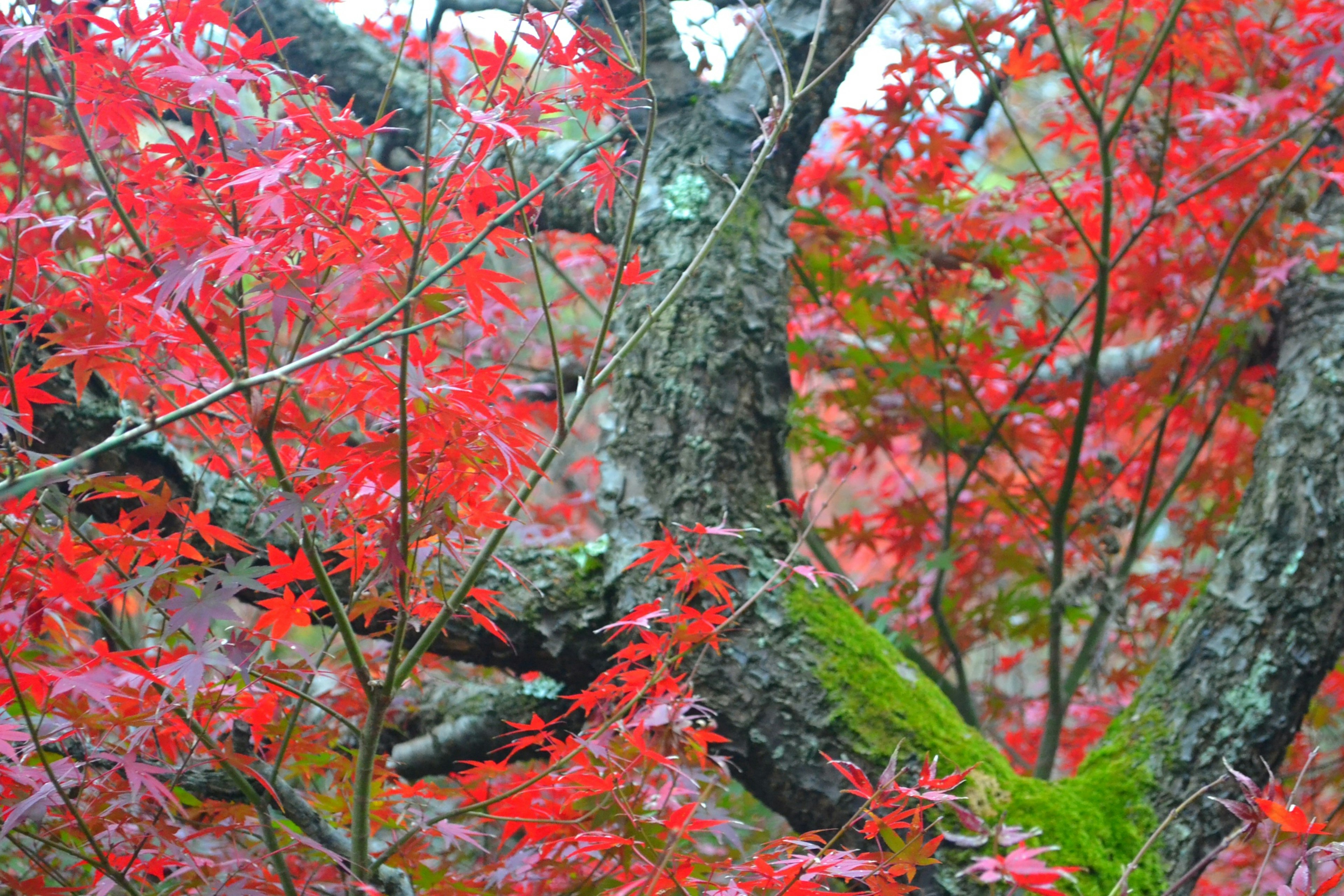 Daun merah cerah di cabang dan detail batang pohon