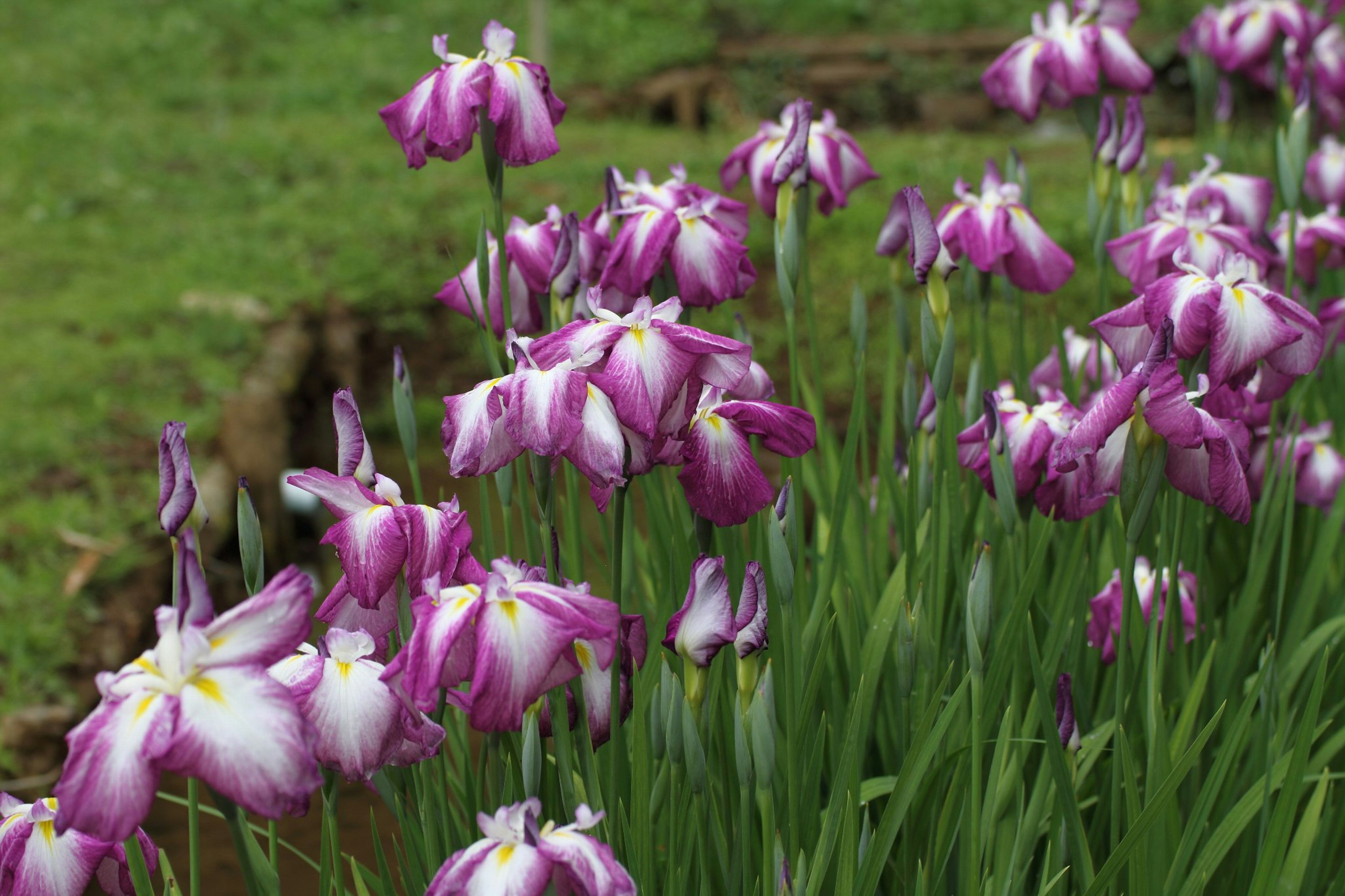 Hermosas flores de iris moradas y blancas floreciendo en un jardín