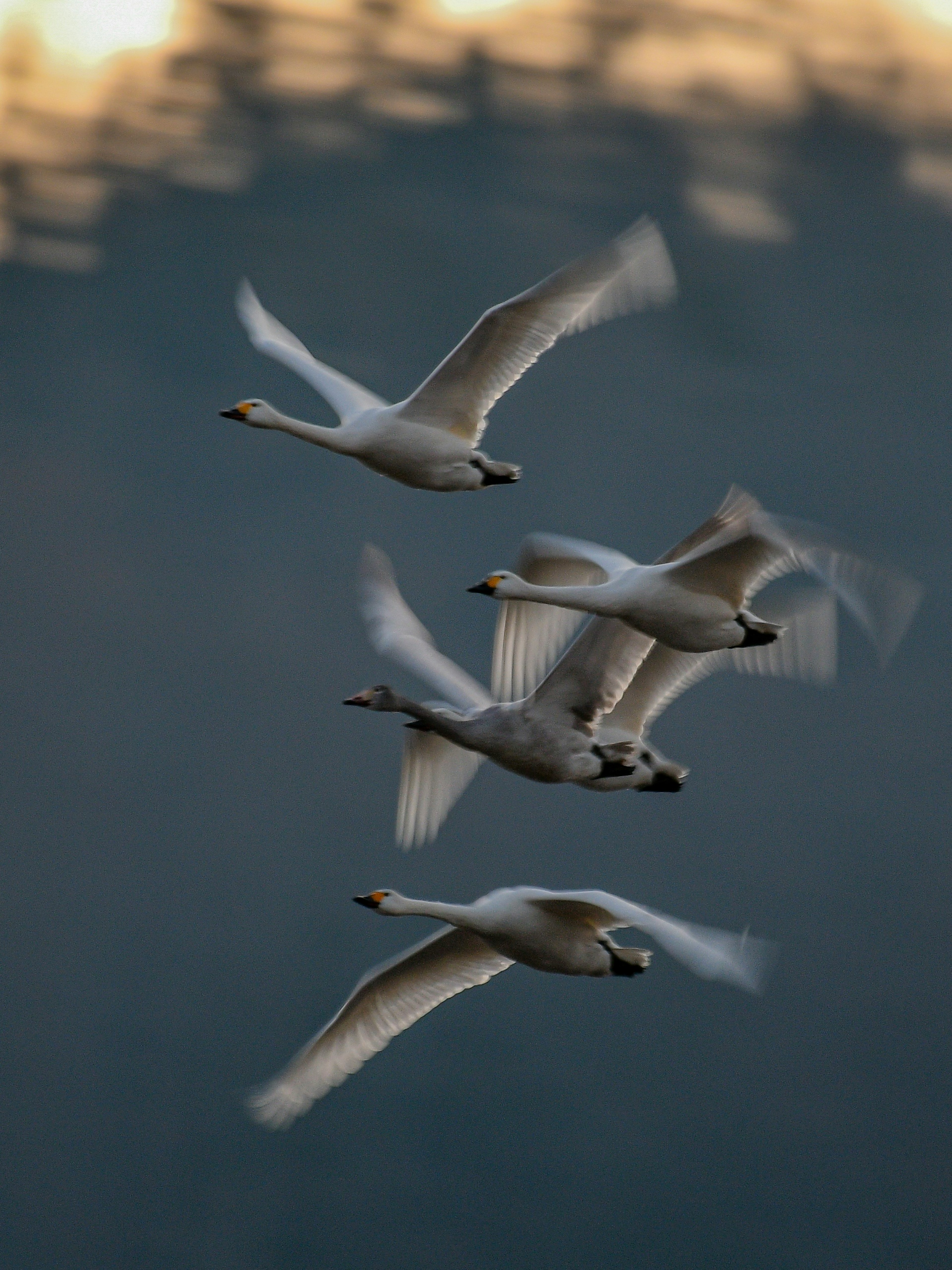 Una bandada de cisnes volando con gracia contra un fondo de atardecer