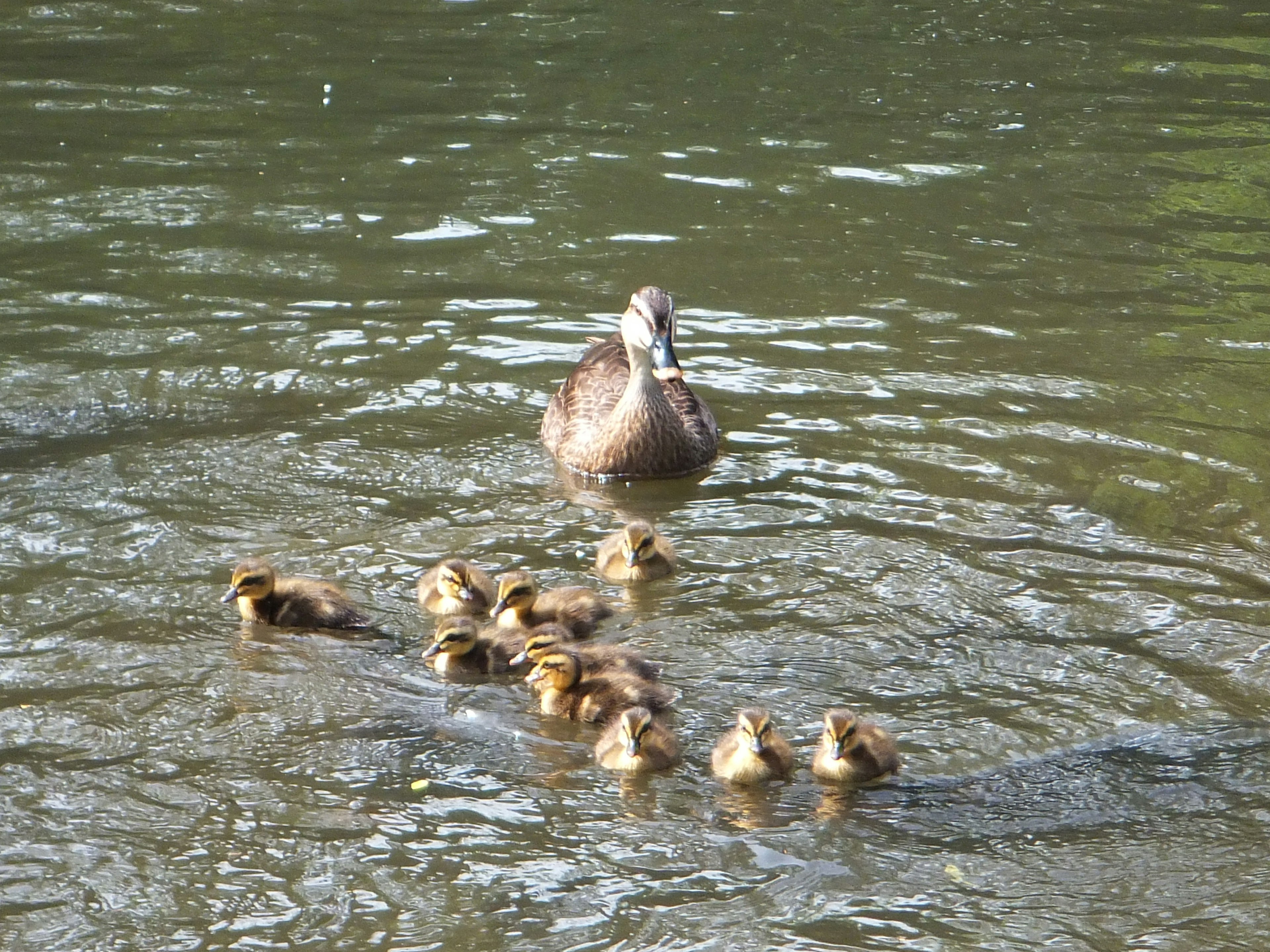 Induk bebek berenang di air dengan sepuluh bebek kecil