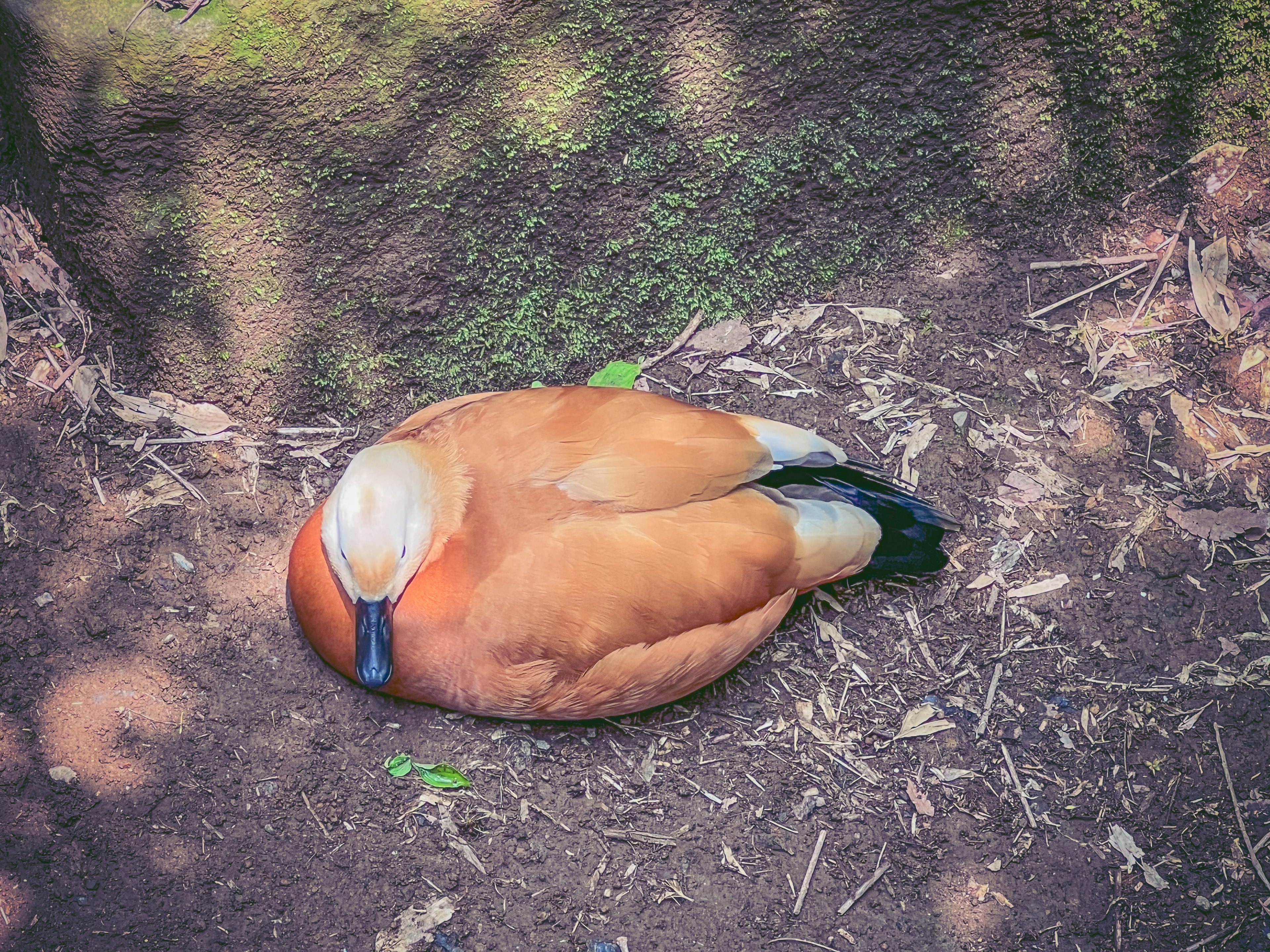 A sleeping mandarin duck resting on the ground