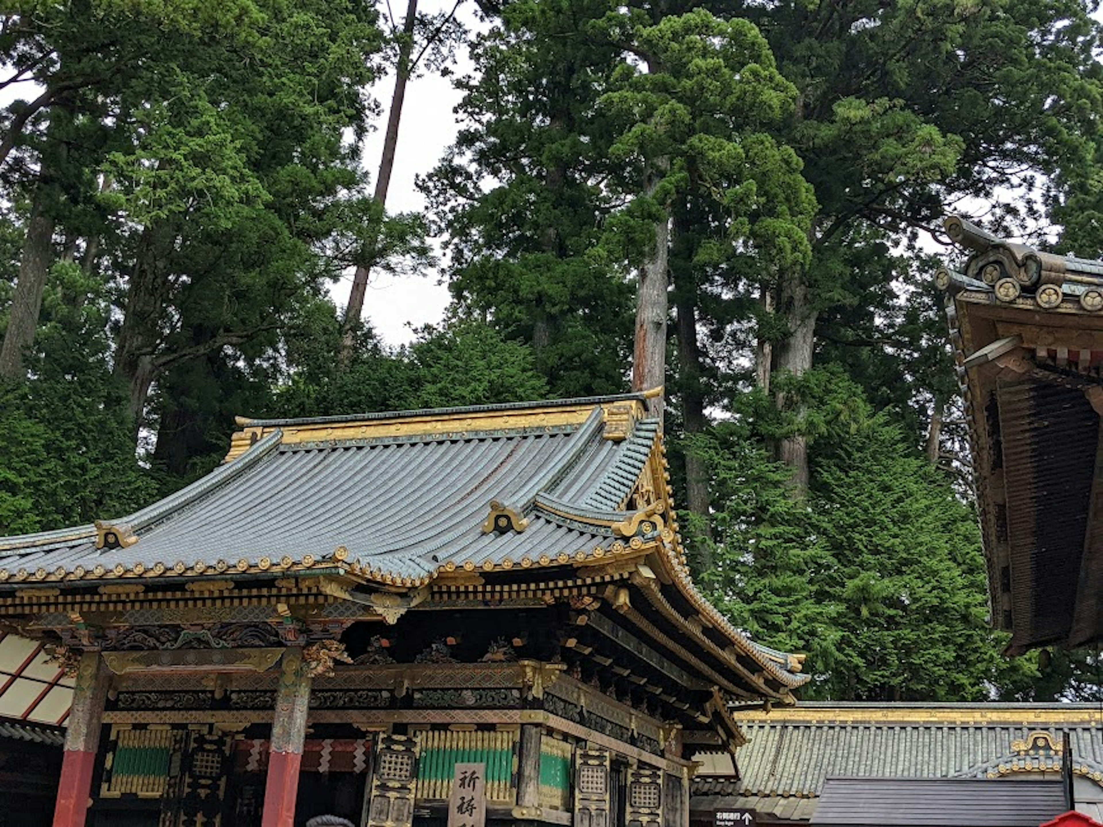 Traditional Japanese temple roof surrounded by lush green forest