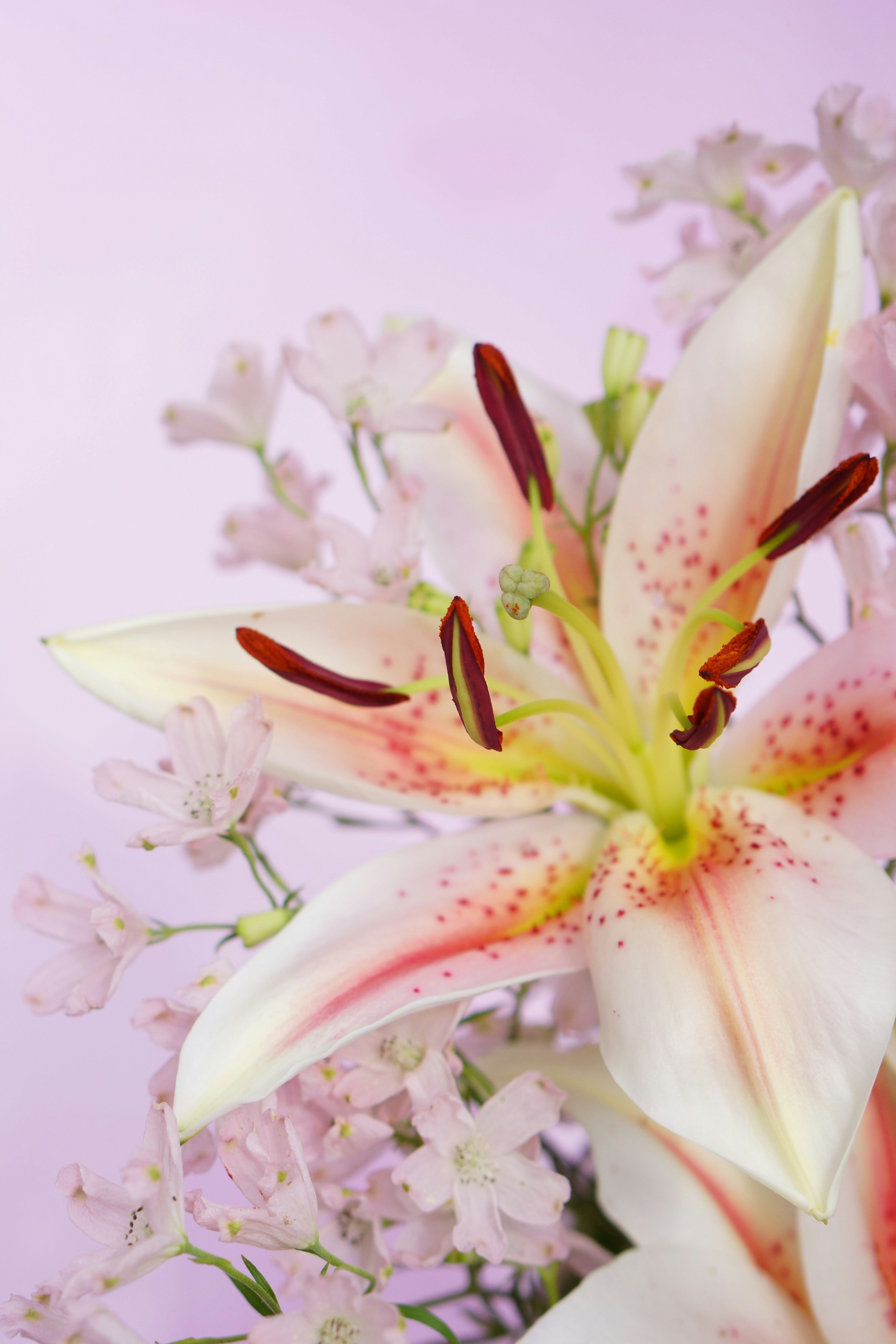 Flor de lirio blanco con acentos rosados sobre un suave fondo rosa con flores más pequeñas