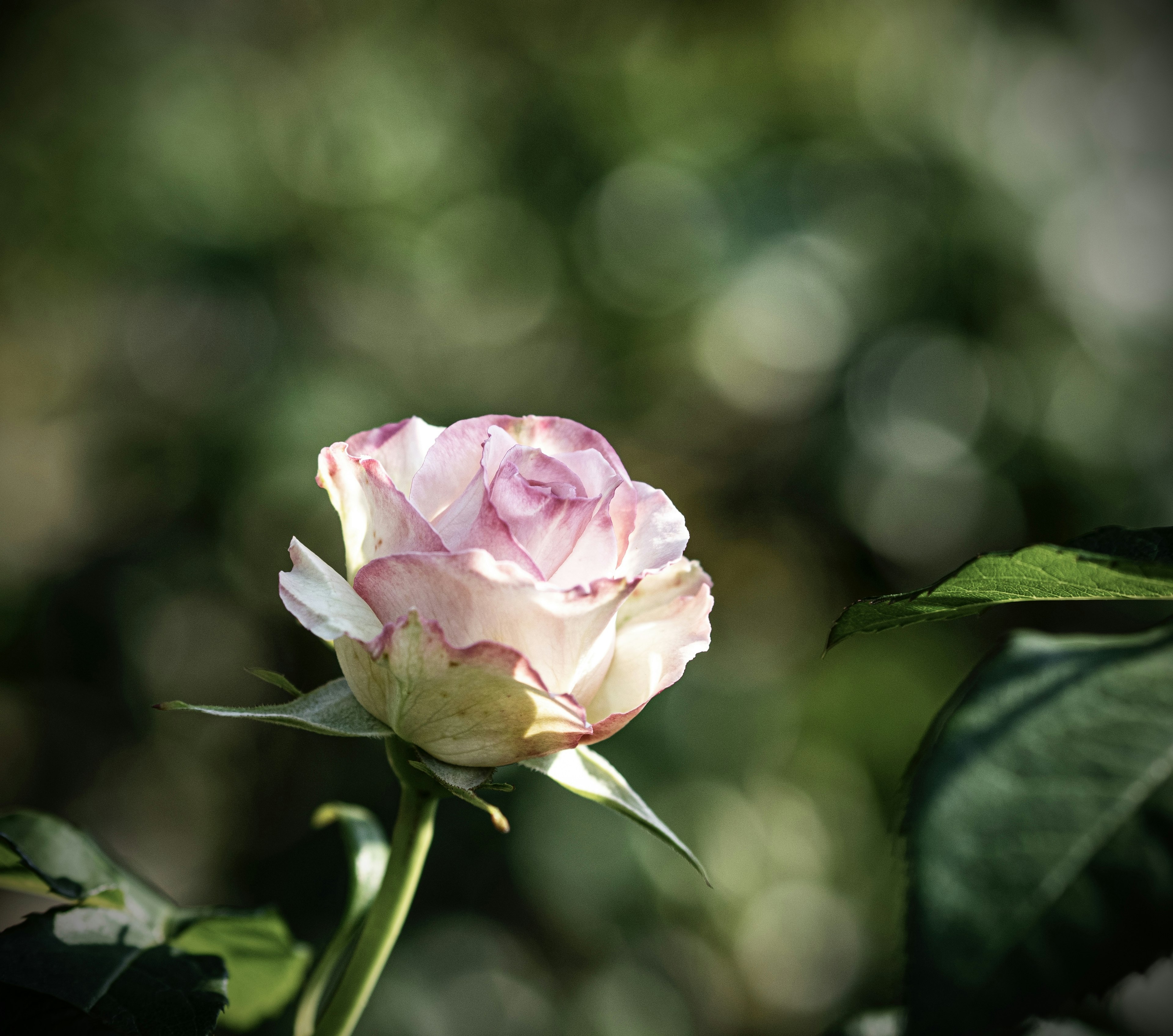 A delicate pink rose blooming against a green background