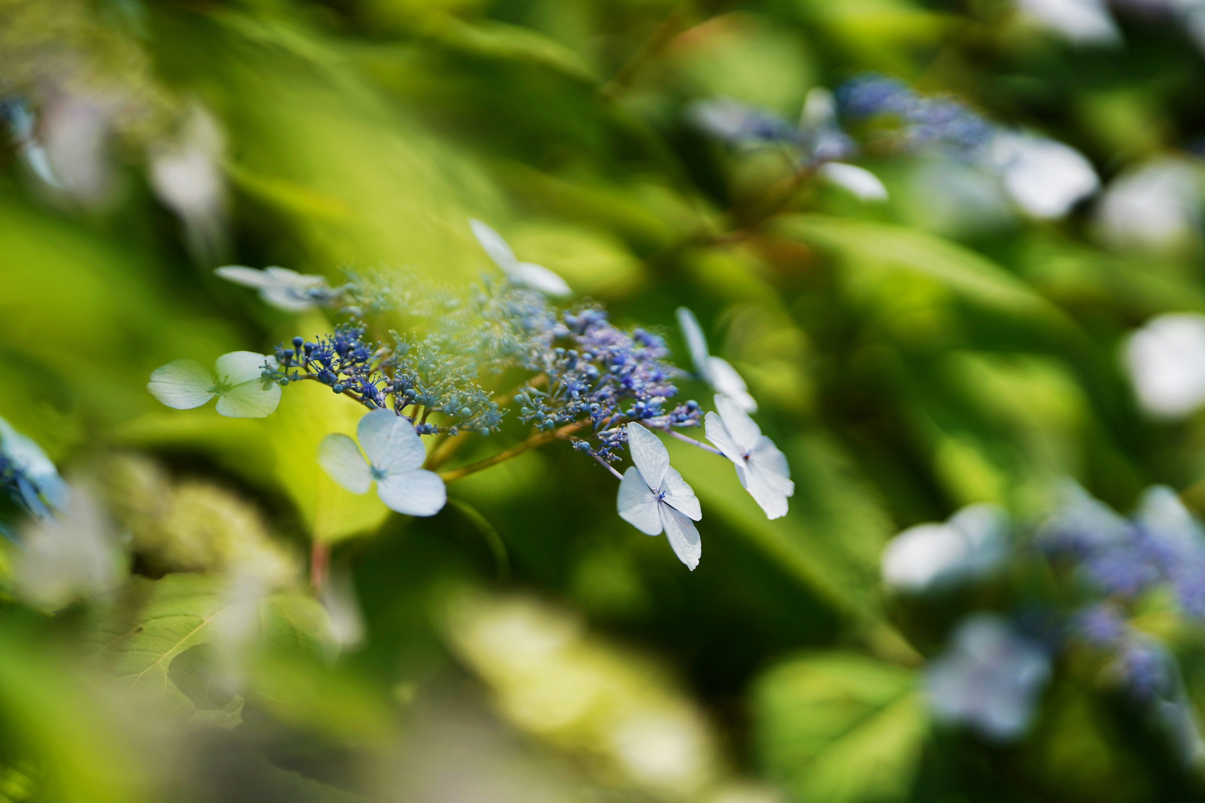 Blaue Blumen mit grünen Blättern in einem verschwommenen Hintergrund