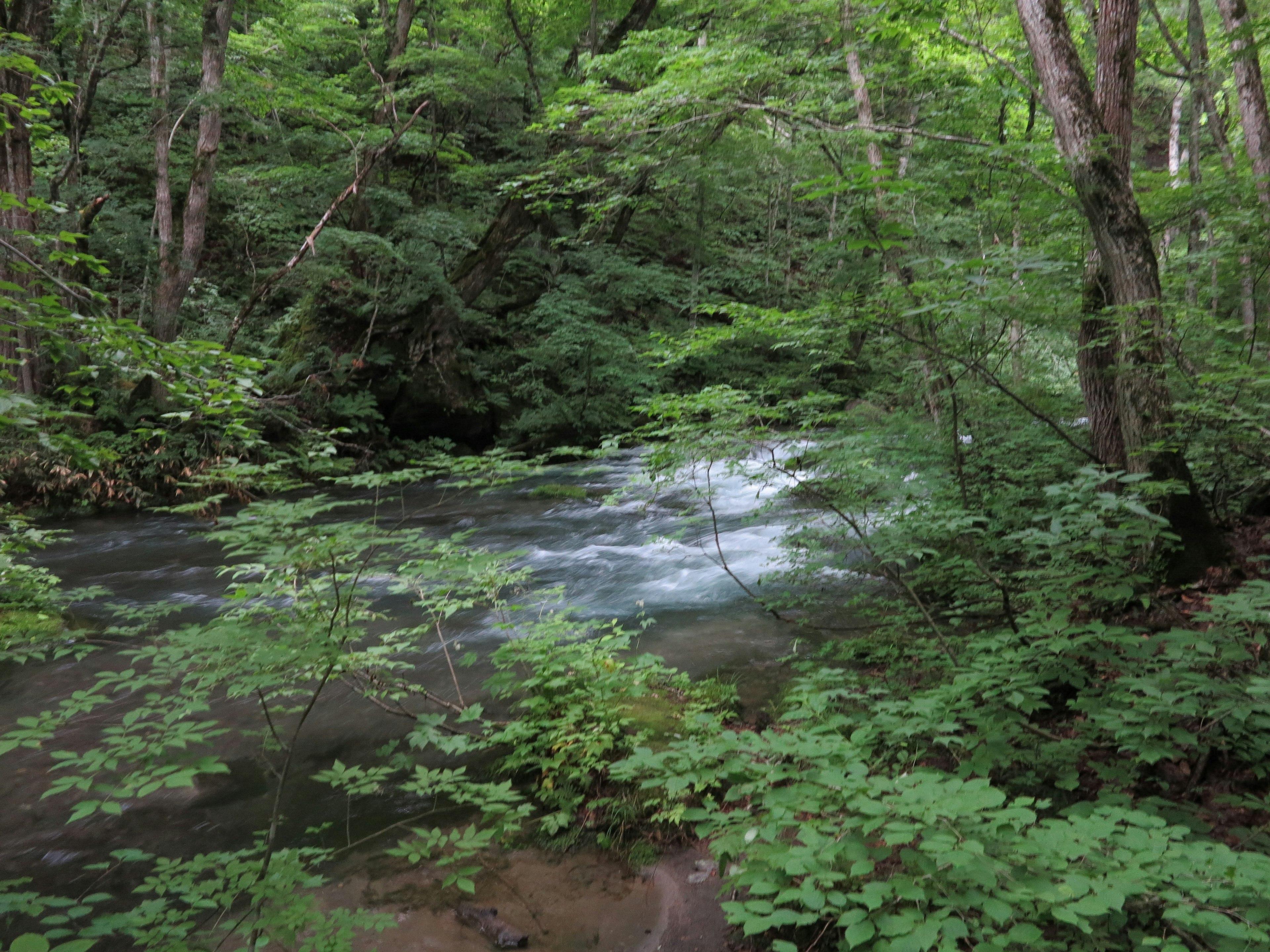 Vue panoramique d'un ruisseau clair coulant à travers une forêt verdoyante