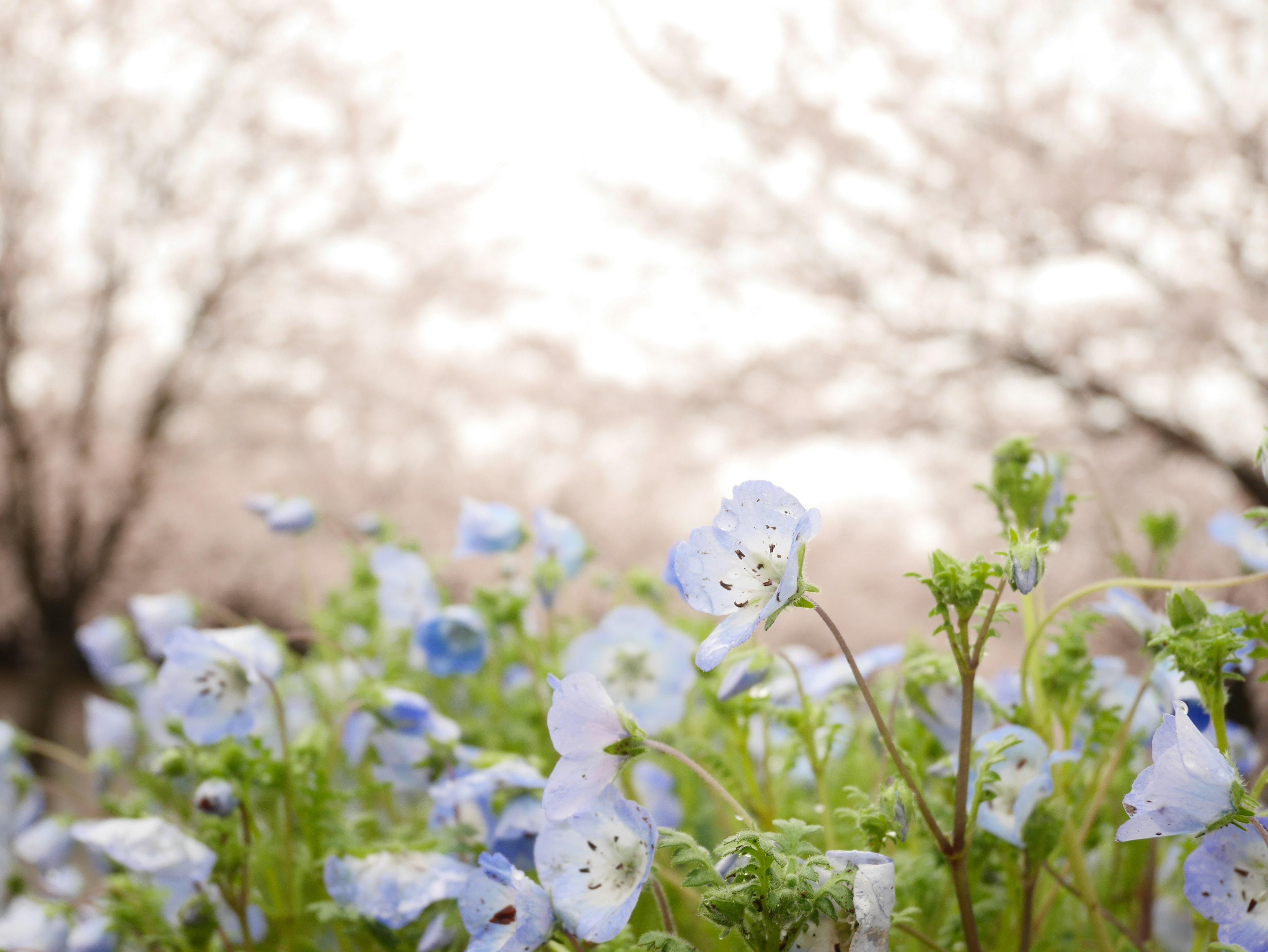 Hermosa escena con flores azules y cerezos en flor al fondo