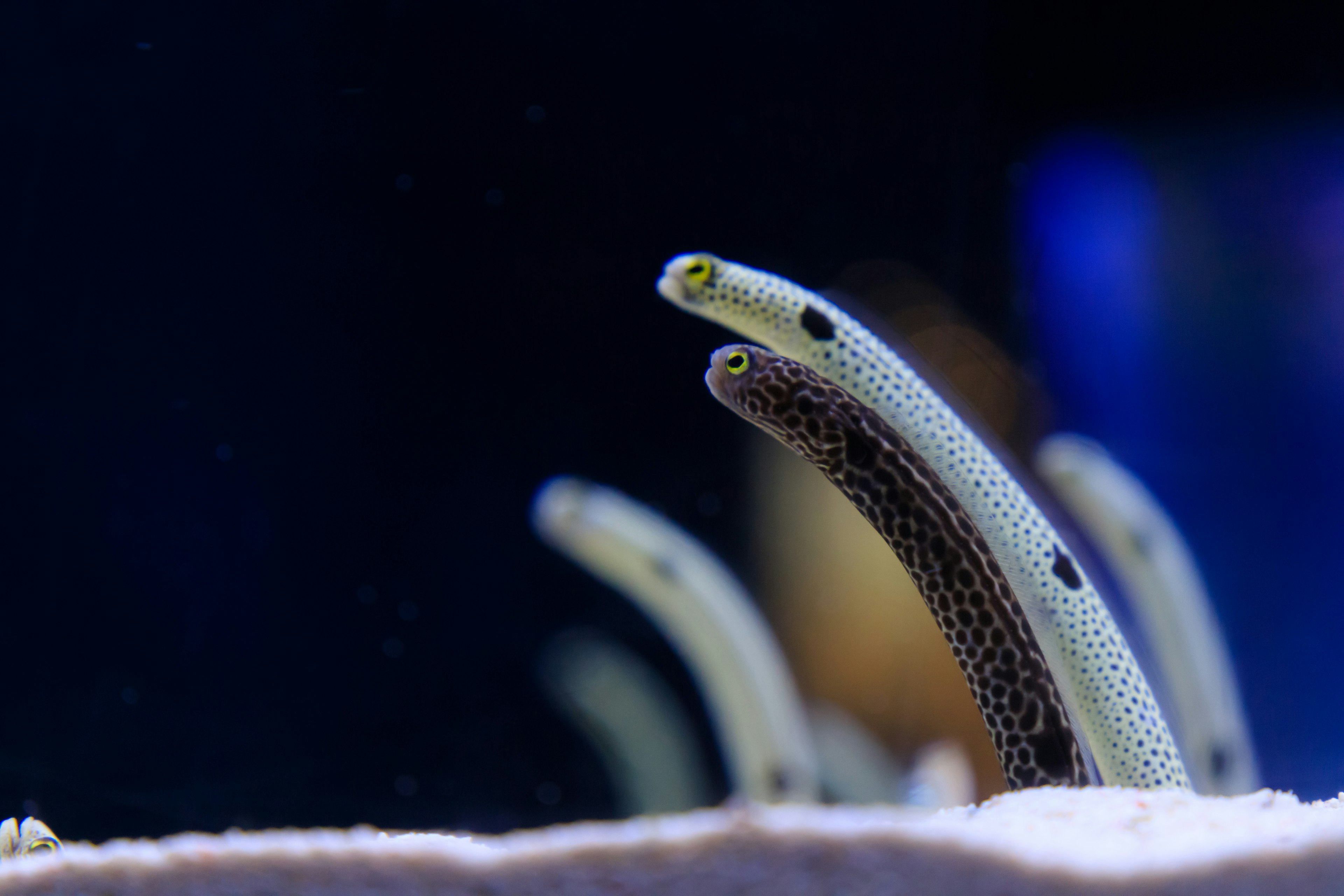 Two eels peeking out in an aquarium setting