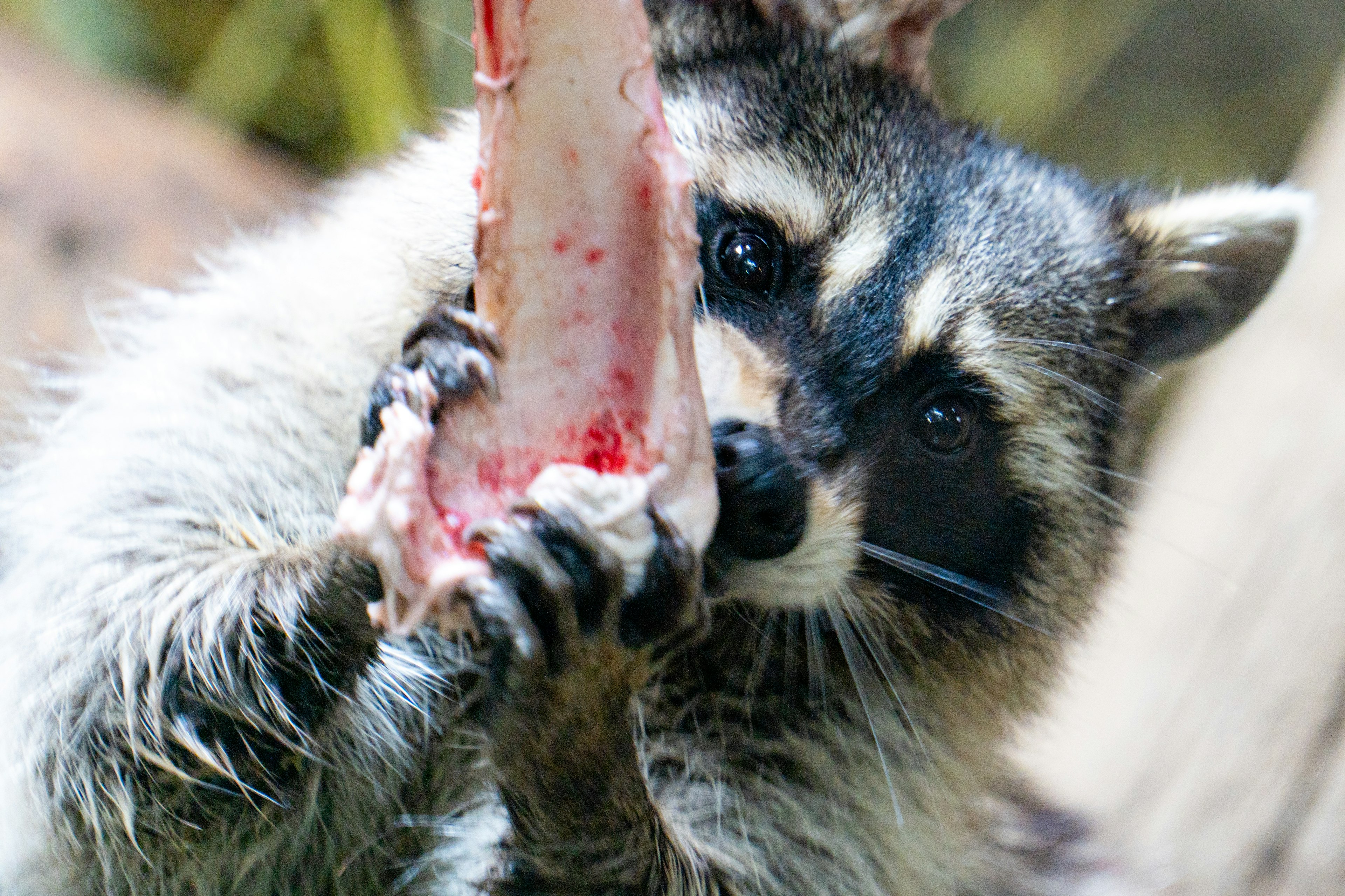 Close-up of a raccoon holding meat