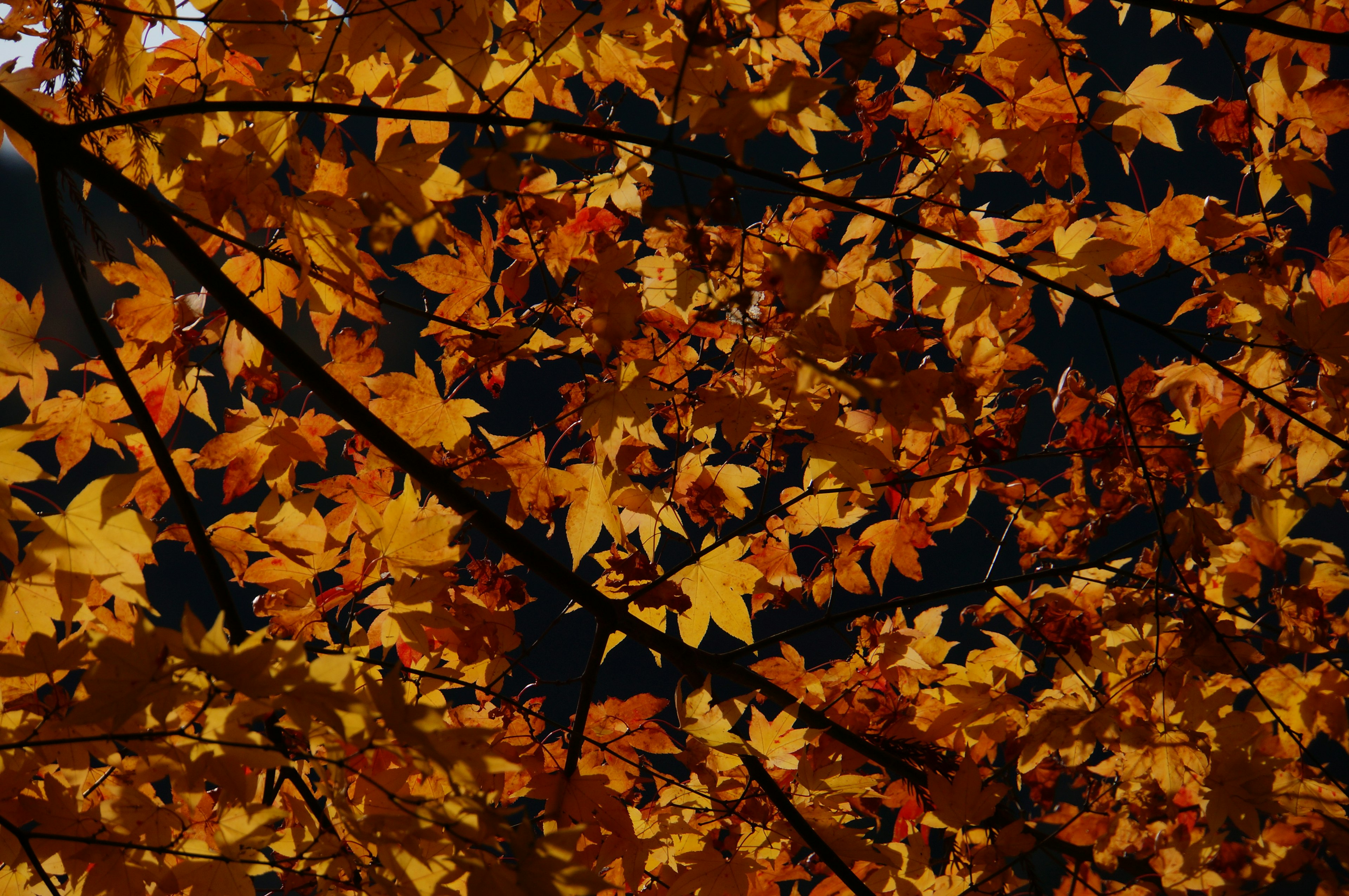 Überlagerung von herbstlichen Ahornblättern in lebhaften Orangetönen und Gelbtönen