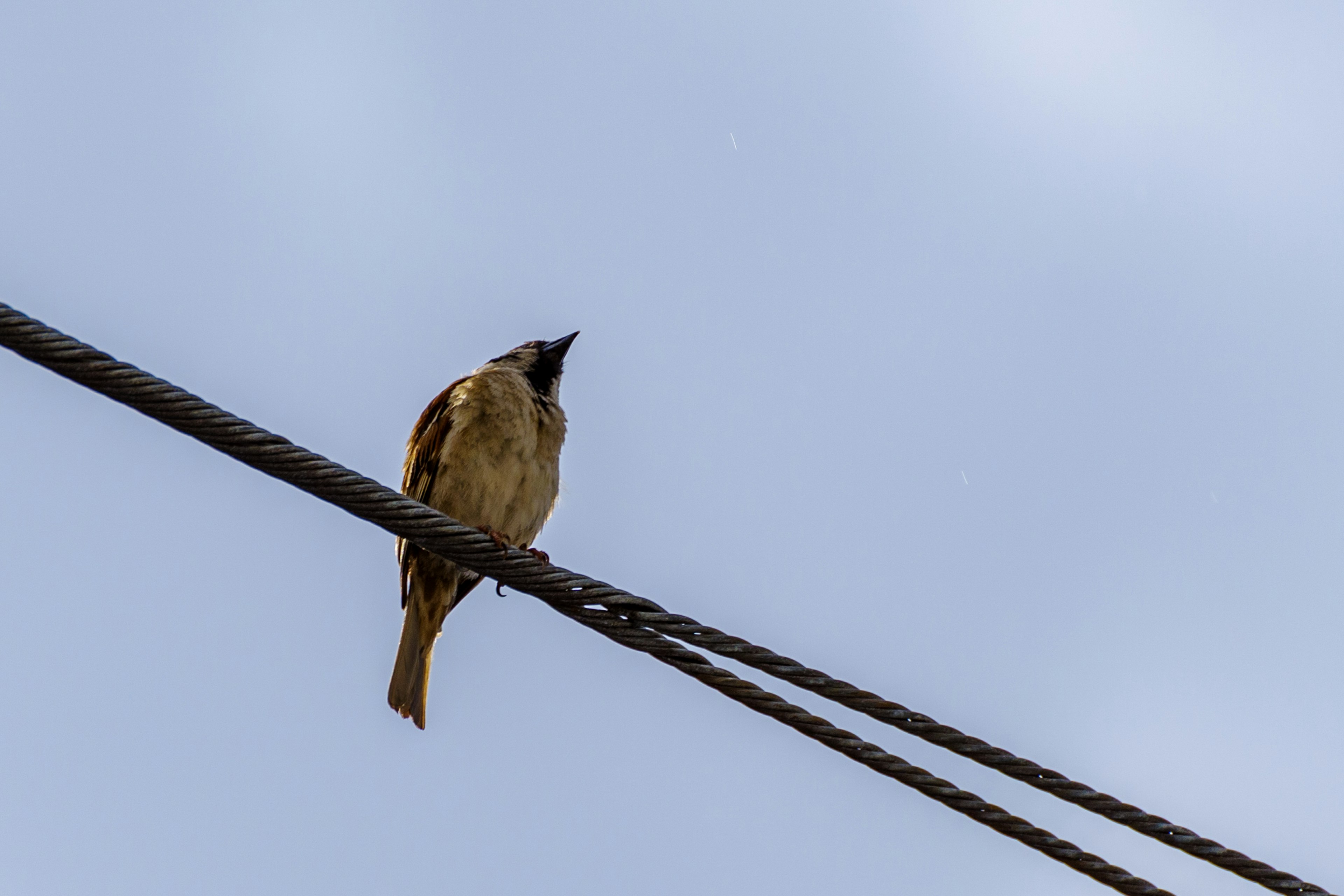 Un pequeño pájaro posado en un cable mirando hacia arriba contra un cielo azul