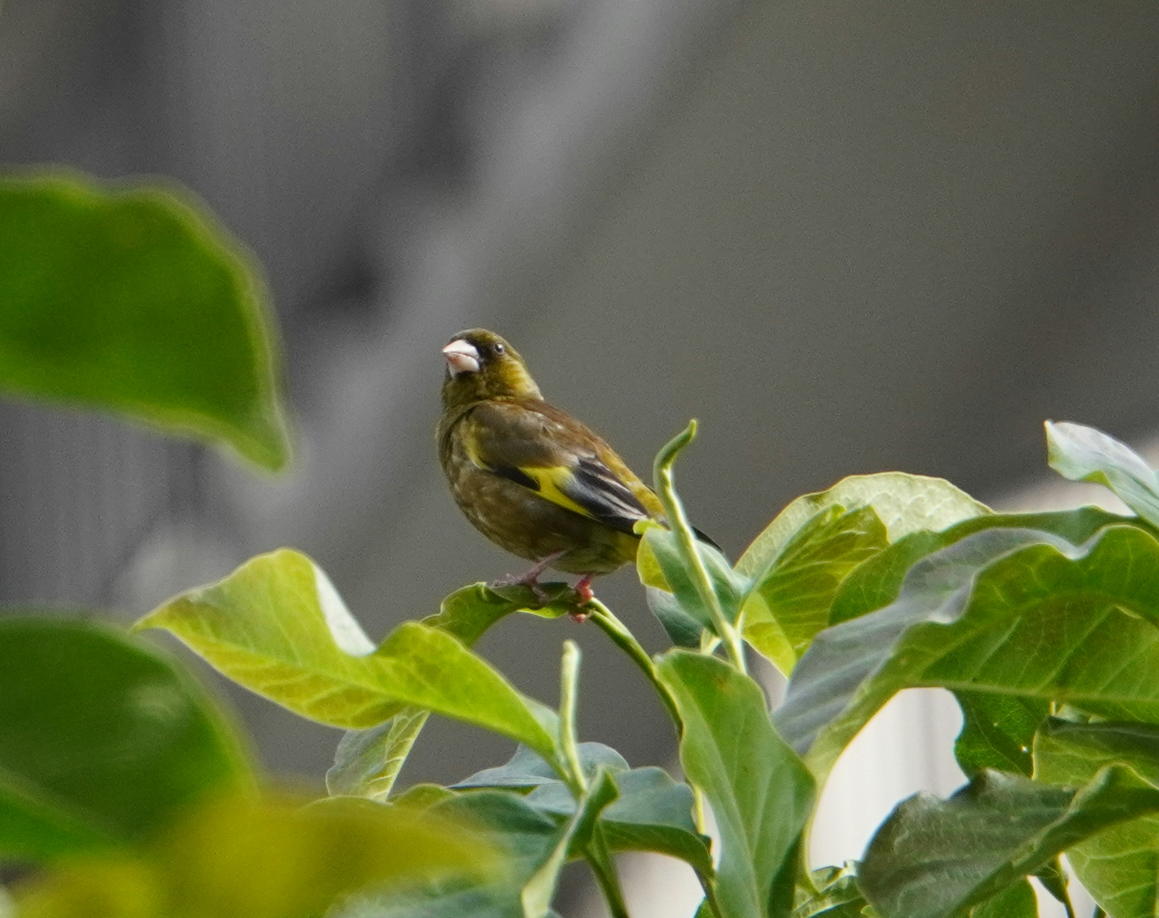 Un piccolo uccello appollaiato su foglie verdi vivaci