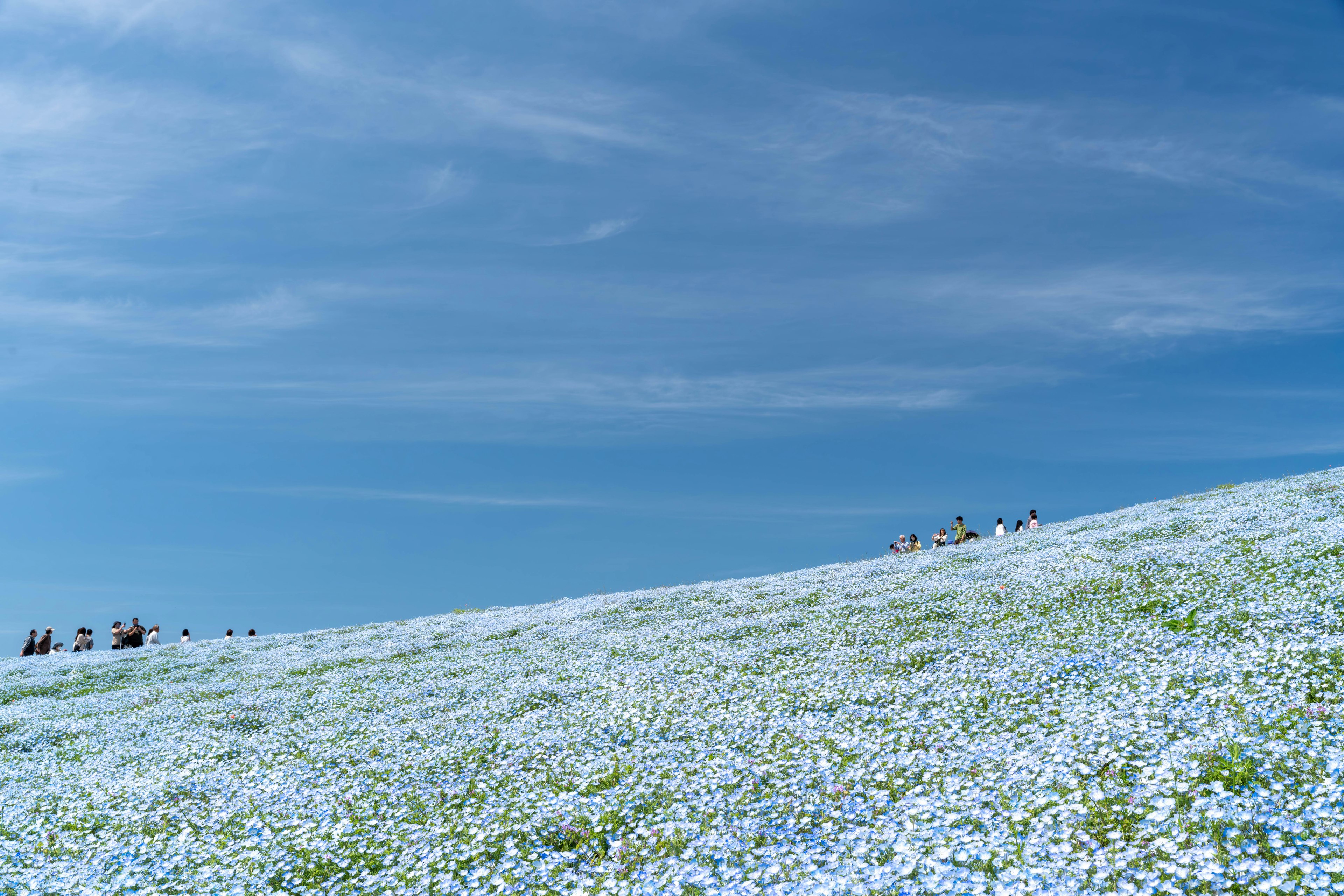 A carpet of blue flowers under a blue sky with people in the distance