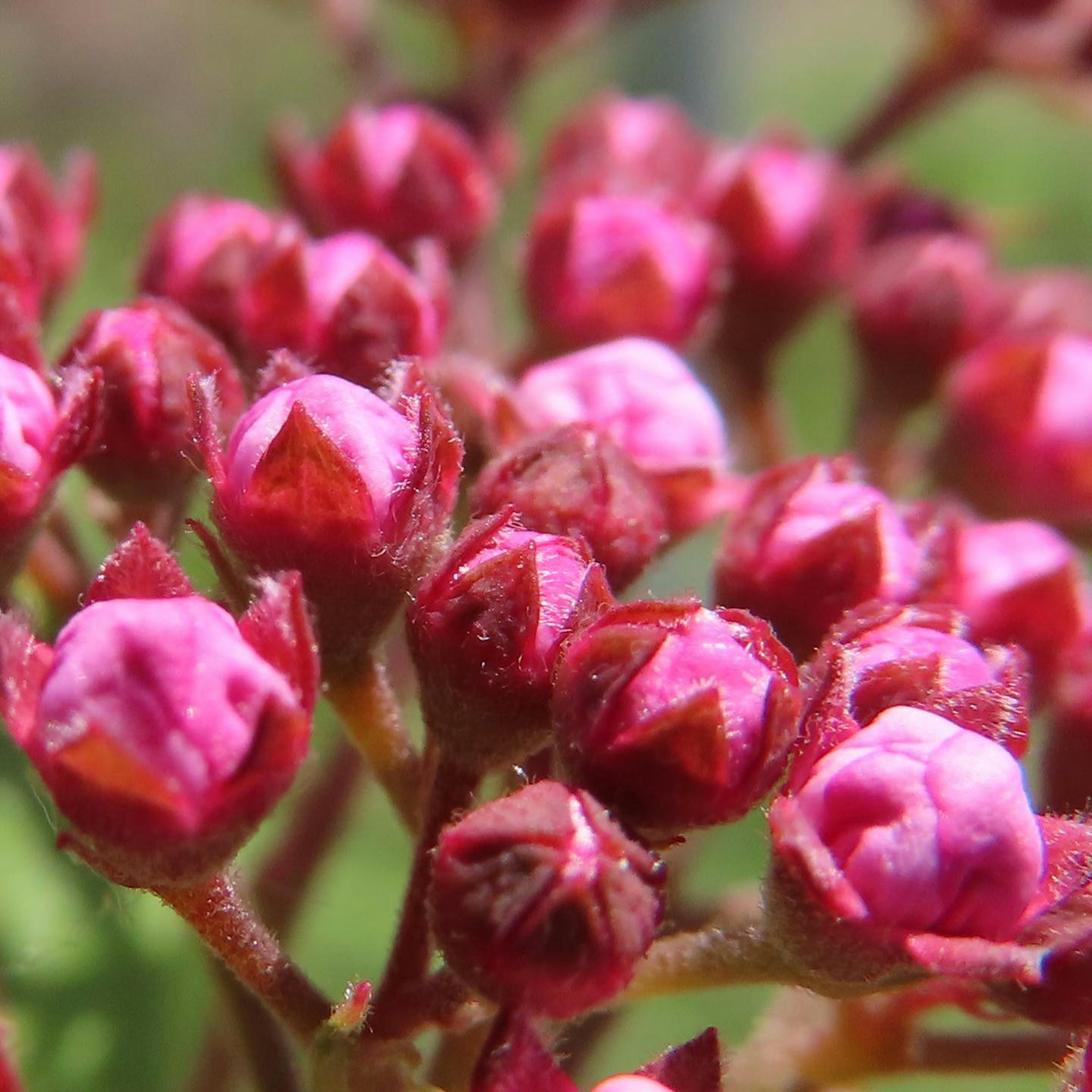 A close-up of vibrant pink flower buds clustered together