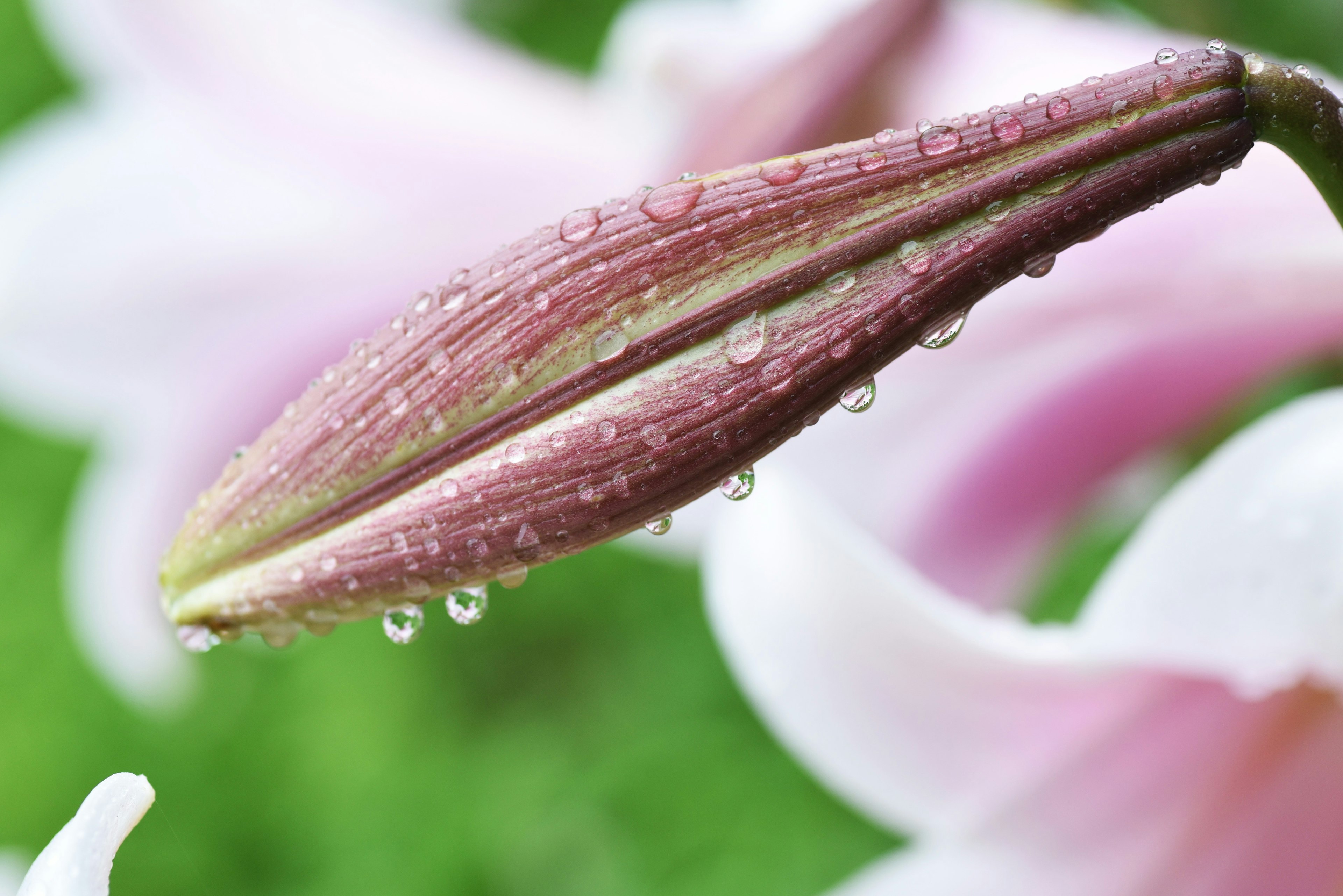 Close-up of a pink lily bud with raindrops on it