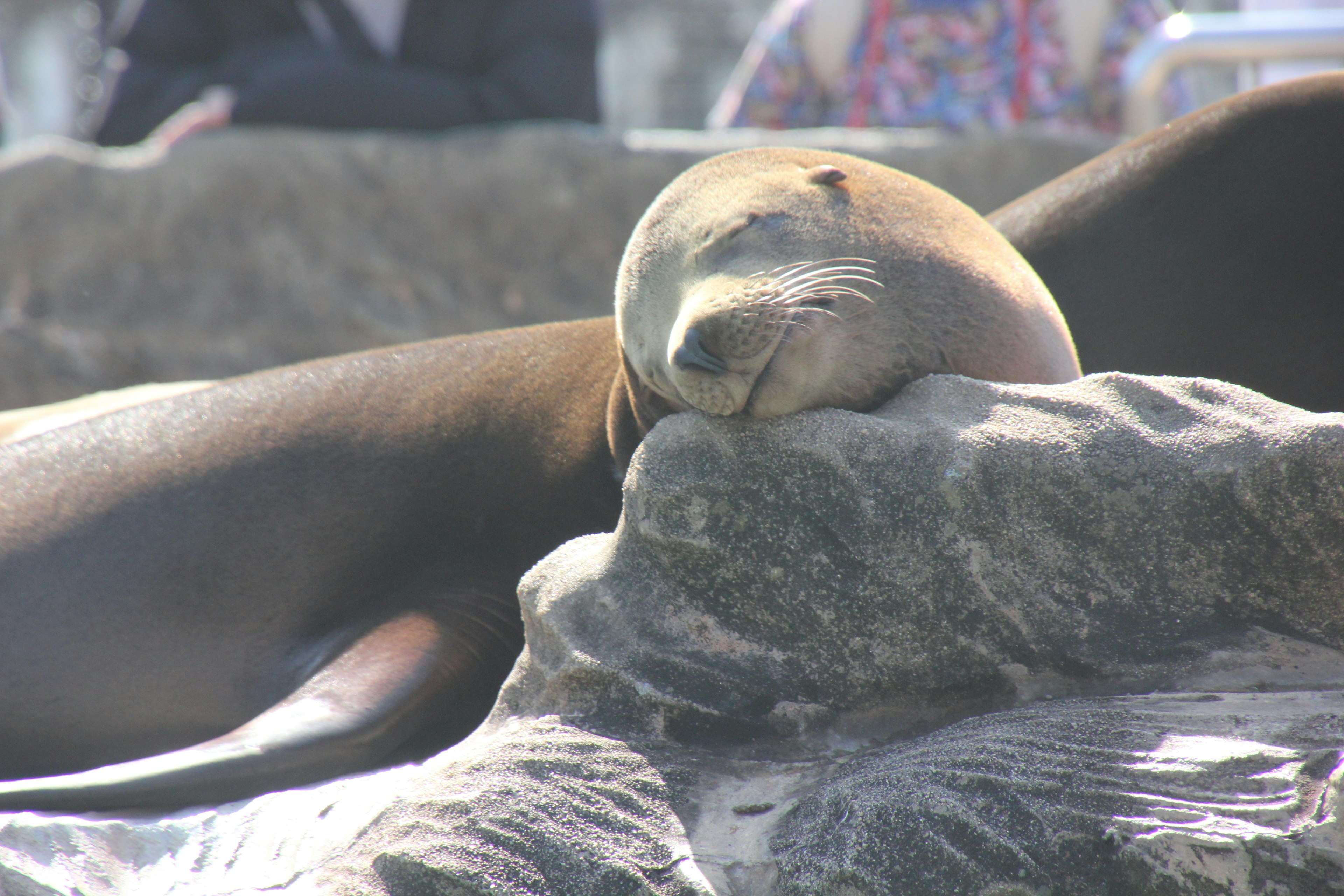 Una foca descansando sobre una roca con una expresión serena