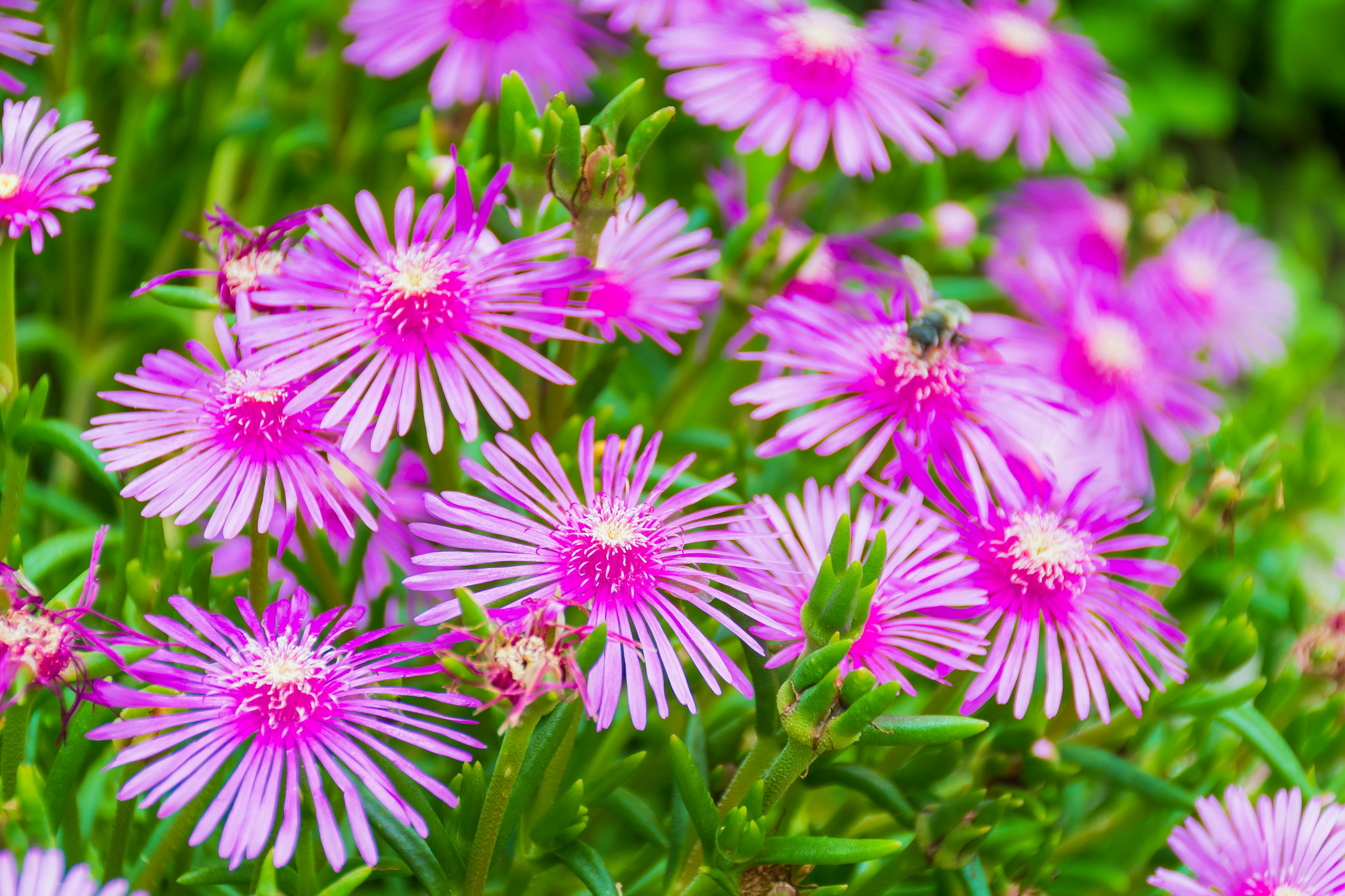 Lebendige rosa Blumen blühen auf üppigem grünem Laub